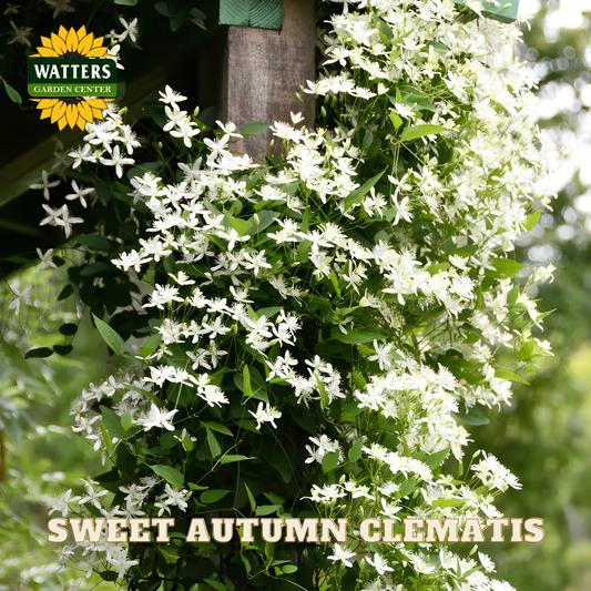 Sweet Autumn Clematis plant with white flowers and green leaves, branded with Watters Garden Center.