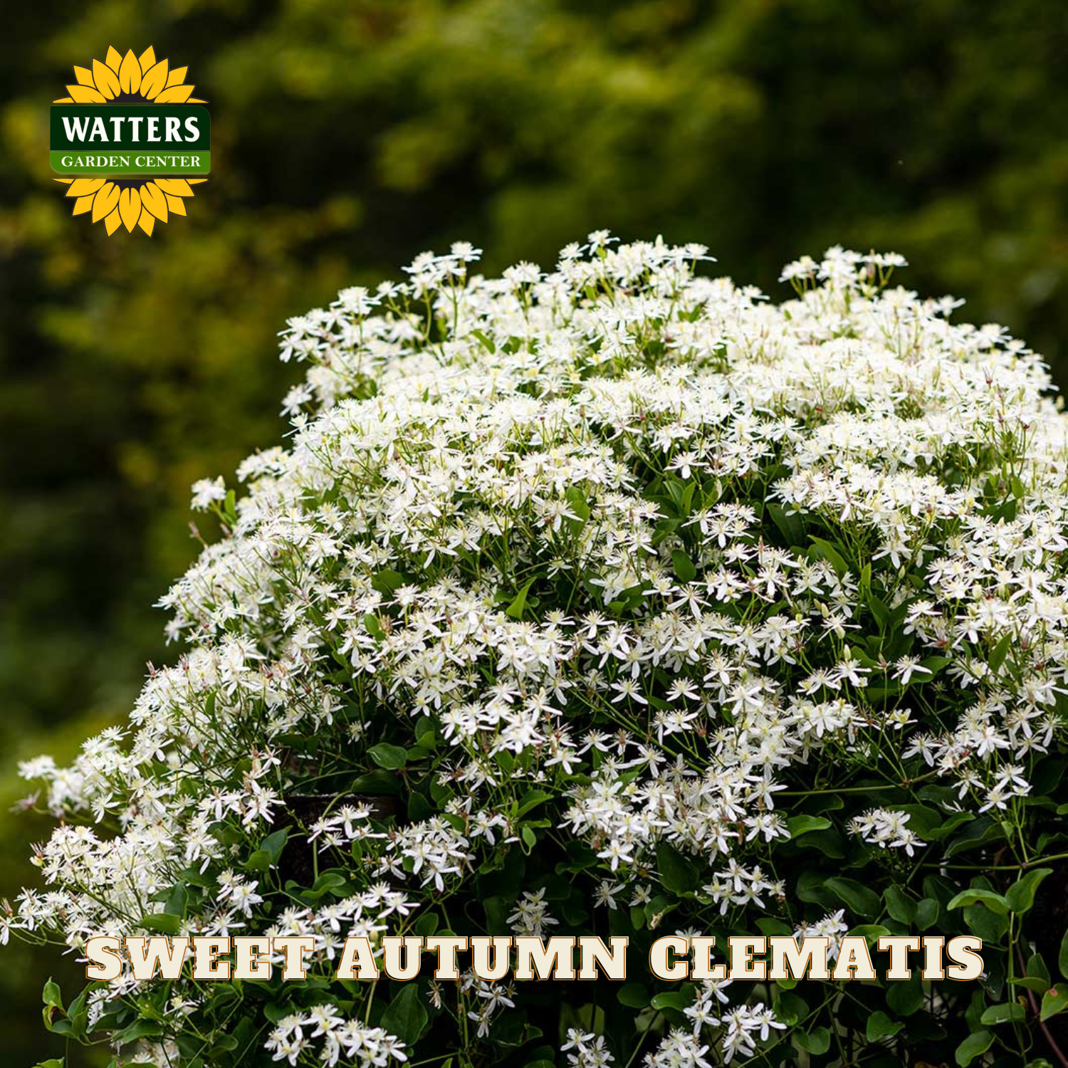 White flowers with 'Watters Garden Center' logo and text overlay.