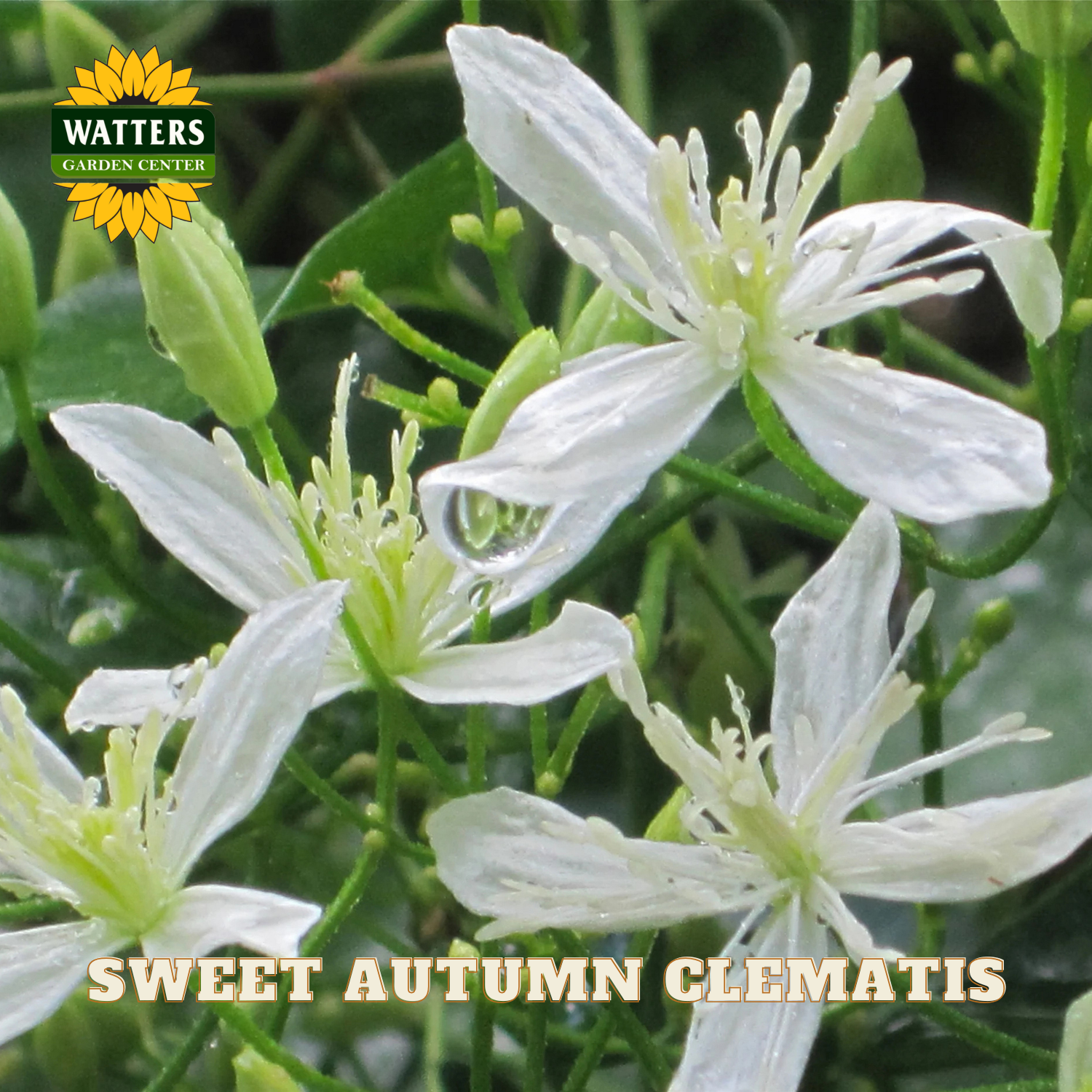 White flowers with green leaves and 'Watters Garden Center' logo.