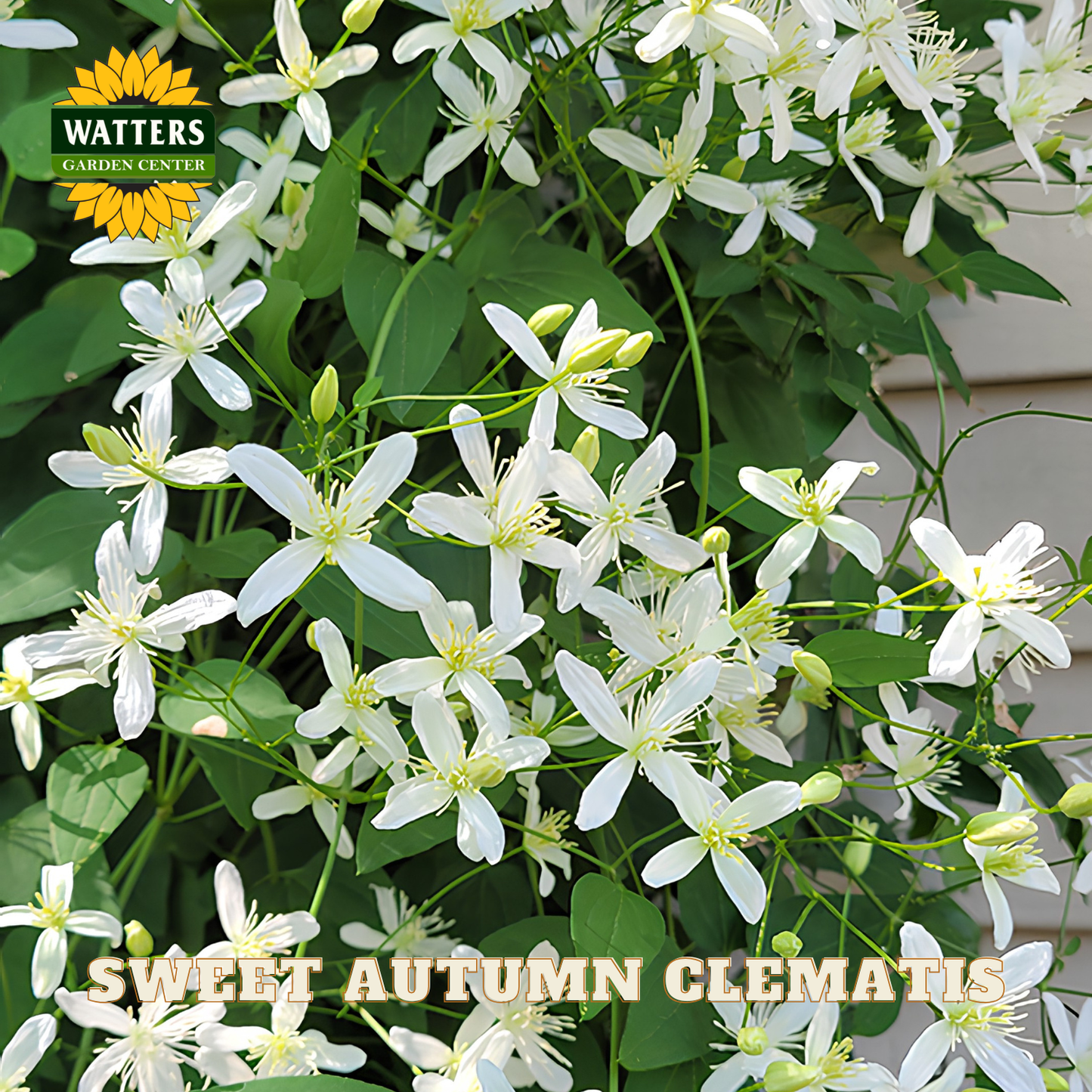 White flowers with green leaves and 'Watters Garden Center' logo.
