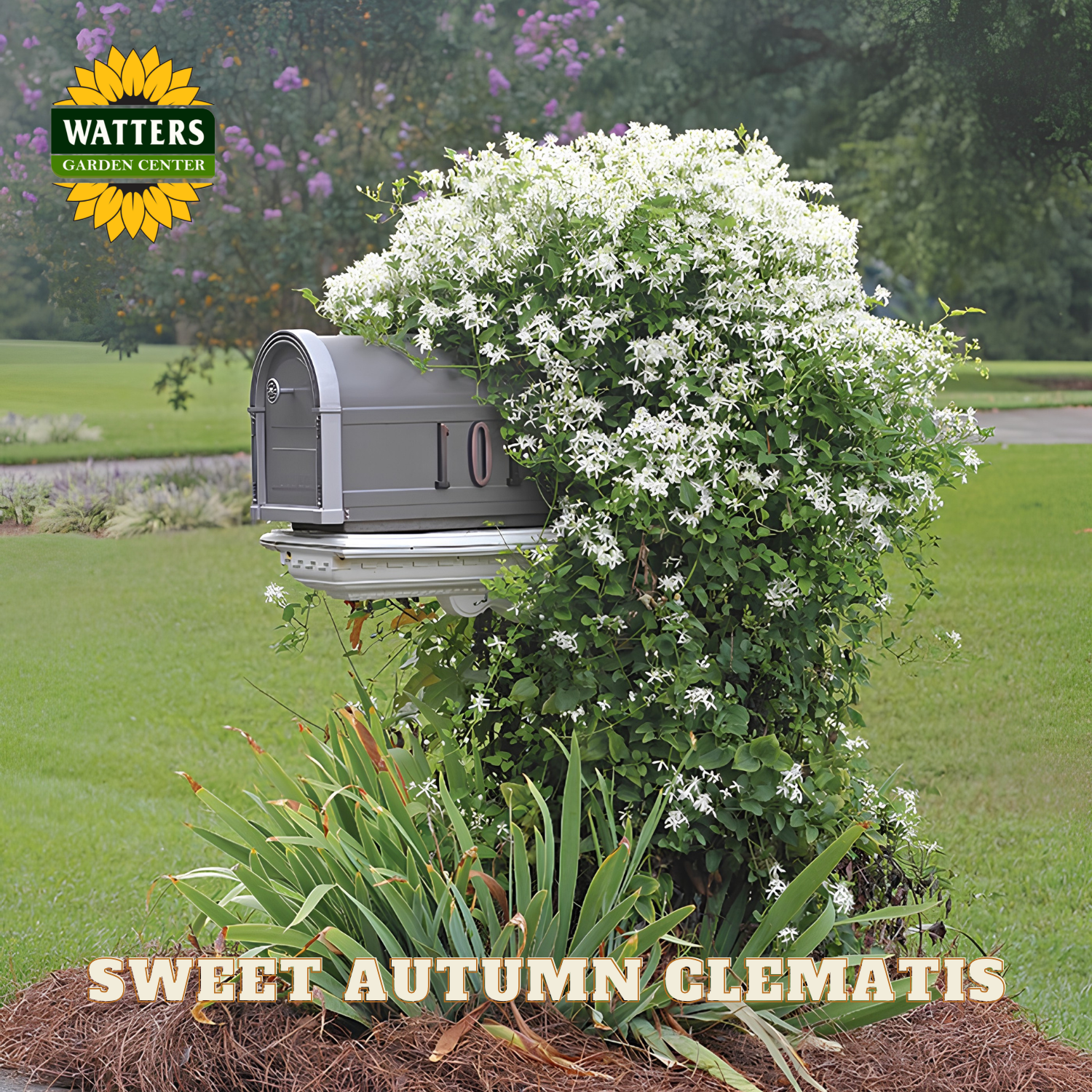 Mailbox covered with white flowers in a garden setting, with Watters Garden Center branding.