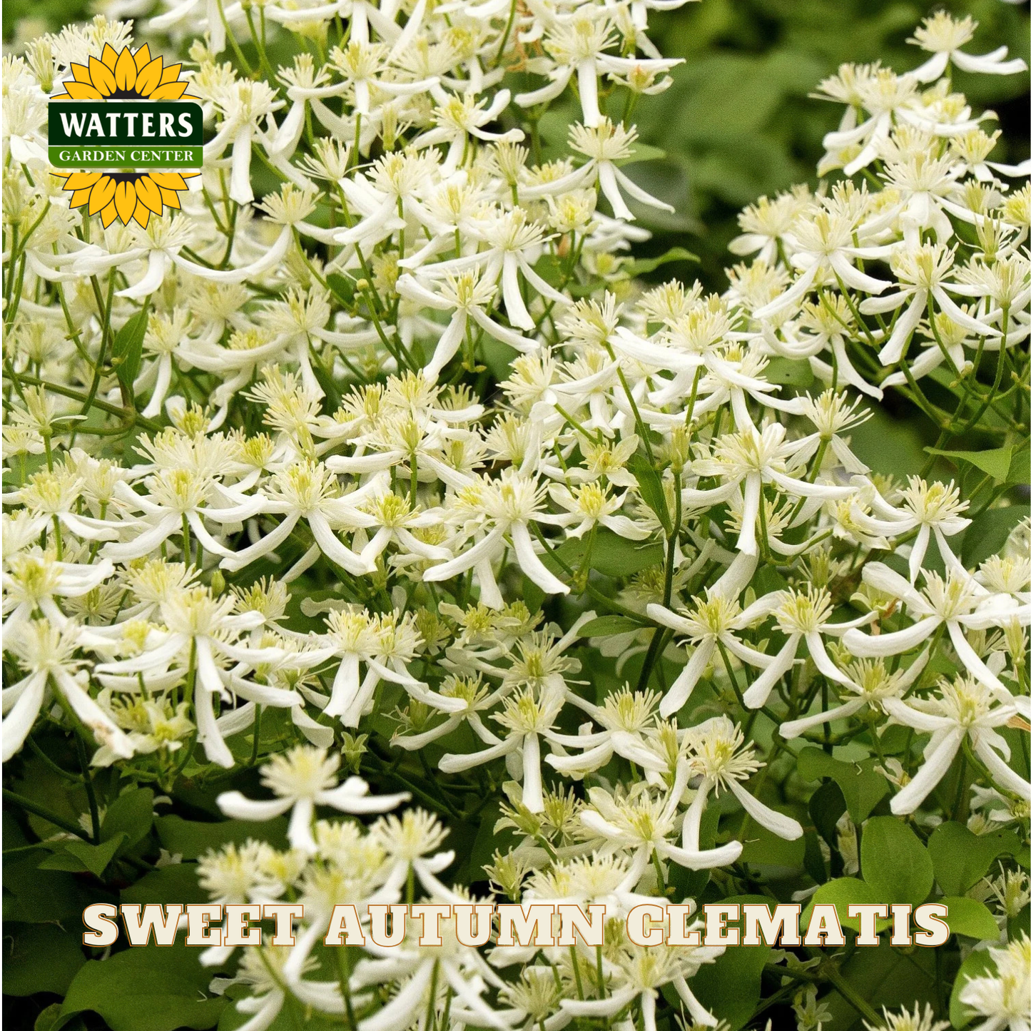 White flowers with green leaves and Watters Garden Center logo.