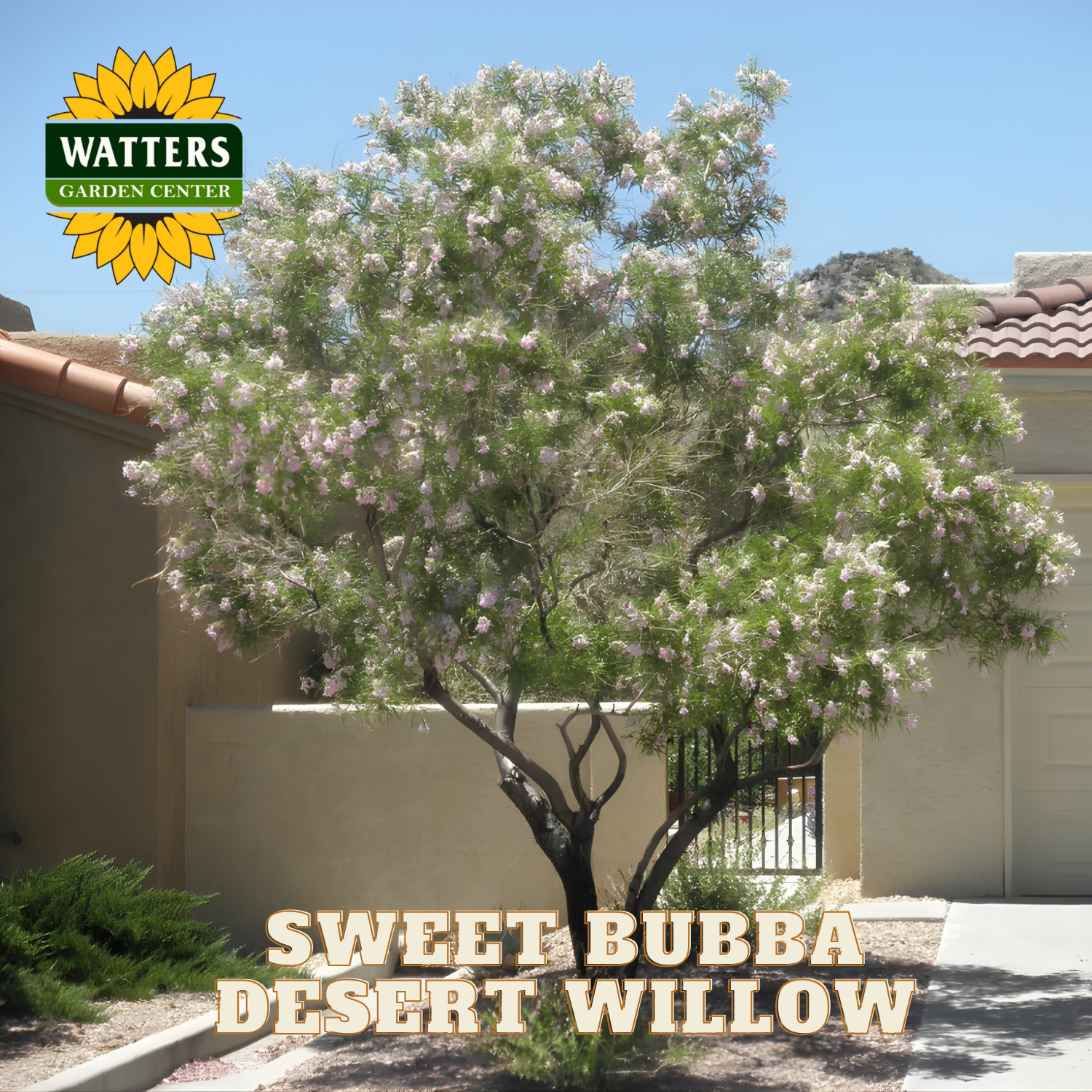 Sweet Bubba Desert Willow tree with Watters Garden Center branding.