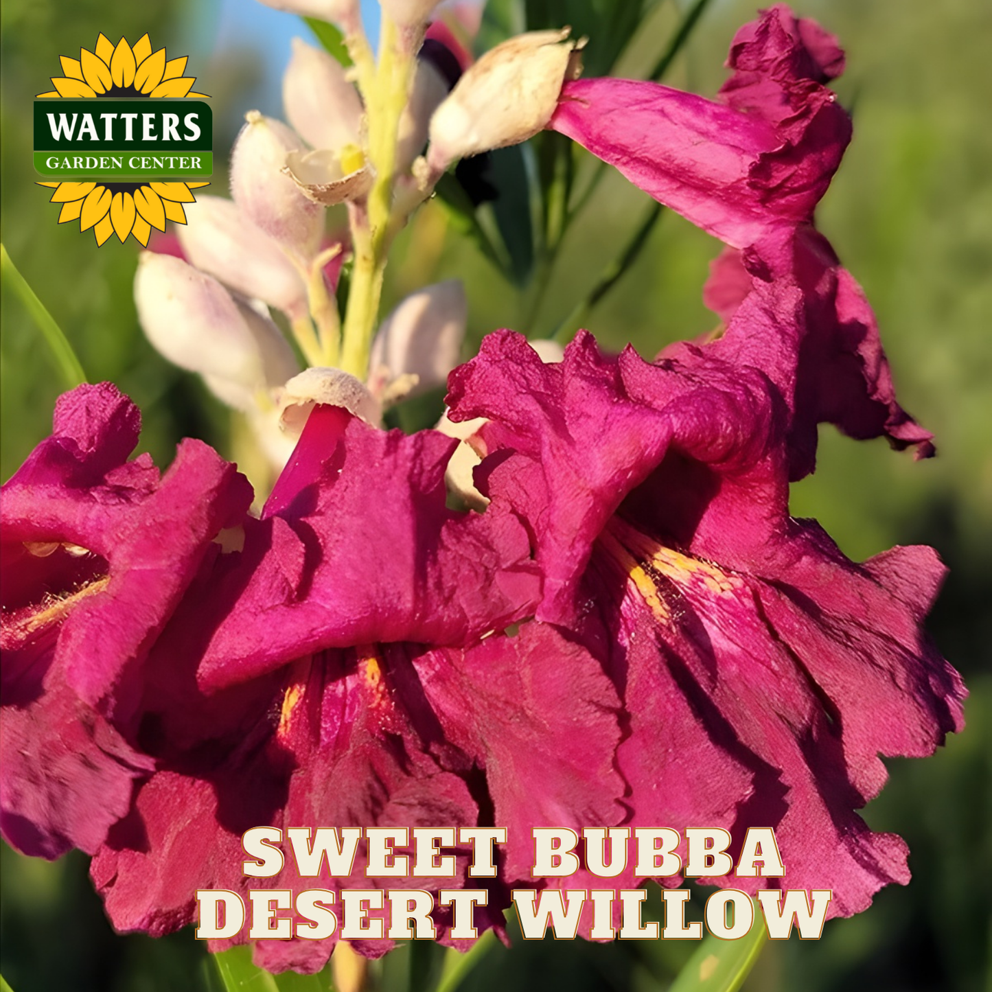 Close-up of pink desert willow flowers with Watters Garden Center logo.