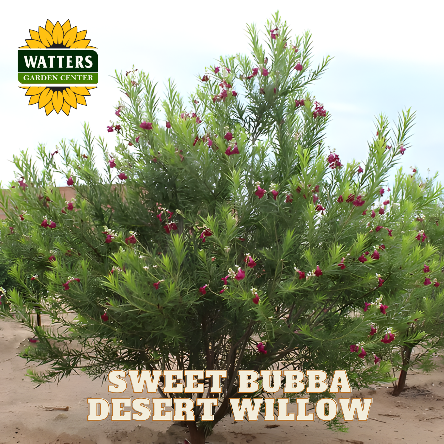 Sweet Bubba Desert Willow plant with Watters Garden Center logo