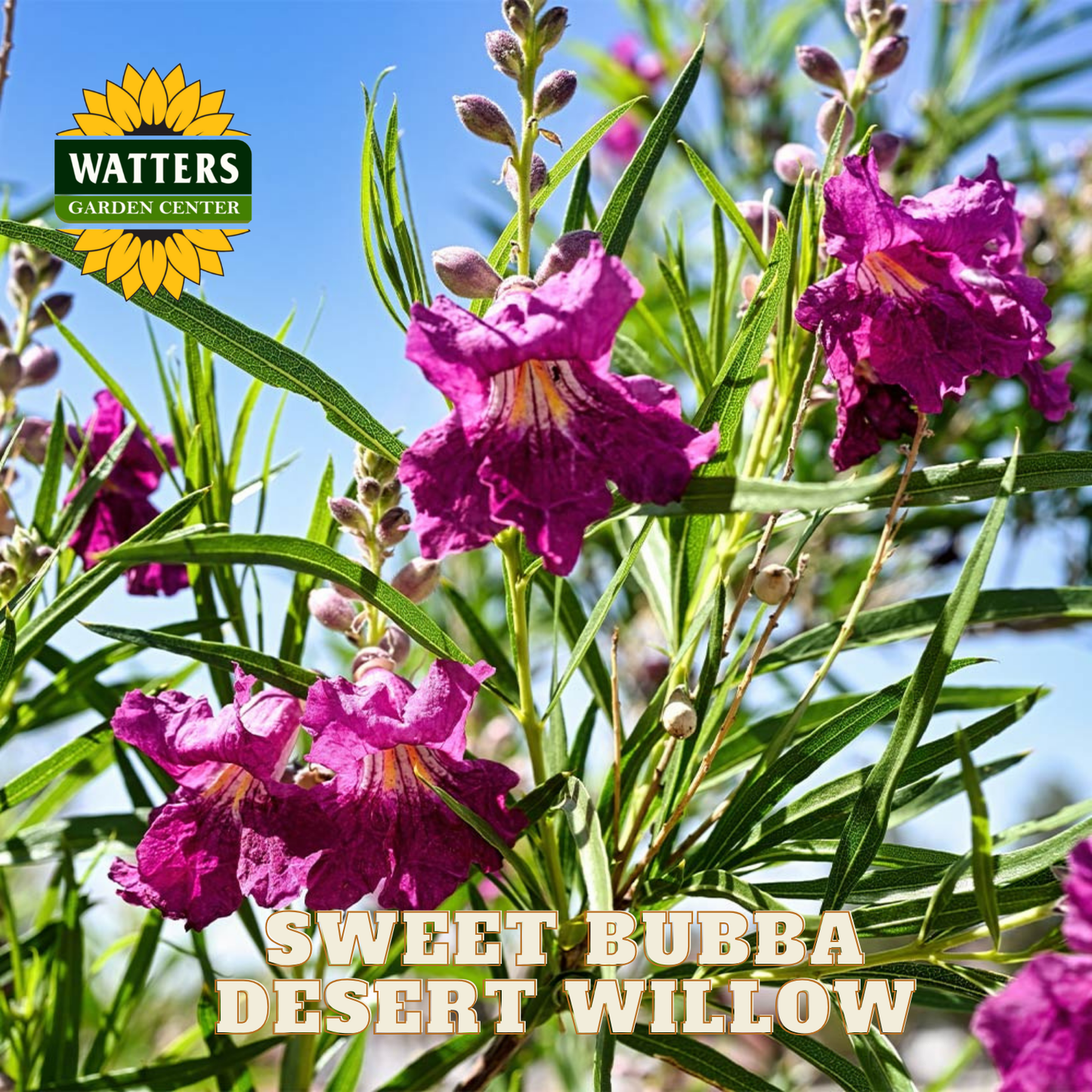 Purple flowers with green leaves and Watters Garden Center logo.