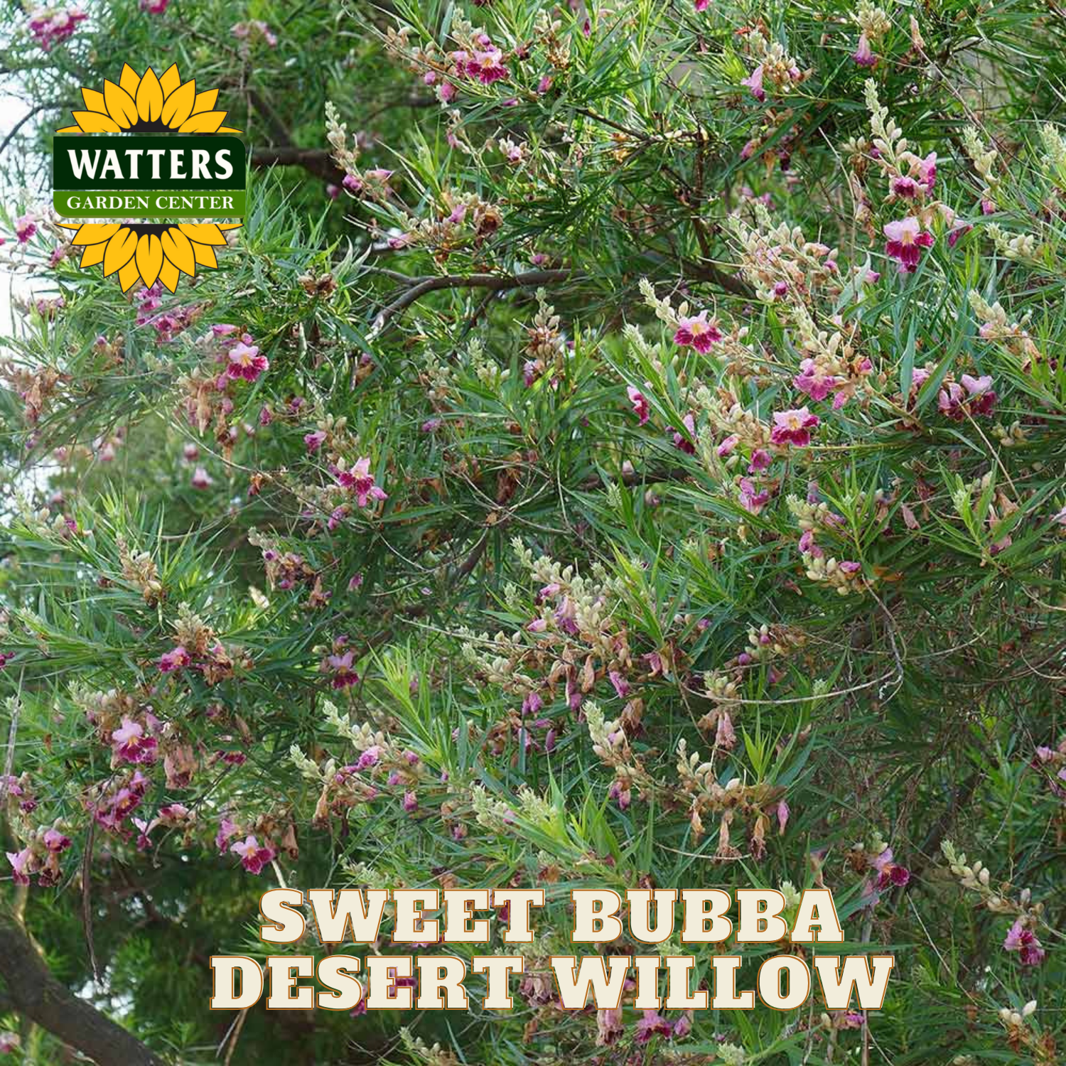 Sweet Bubba Desert Willow with Watters Garden Center logo