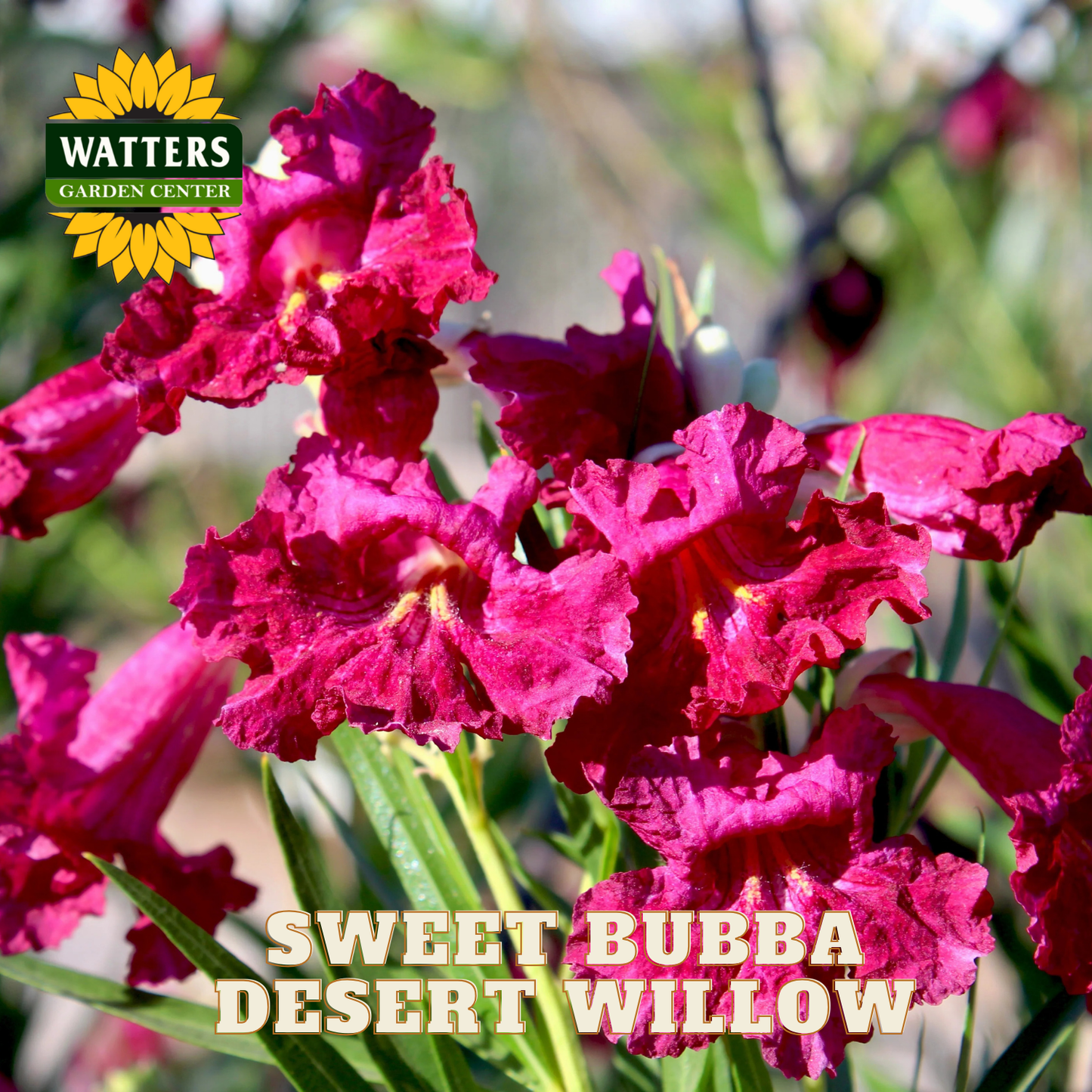 Pink desert willow flowers with Watters Garden Center logo and 'Sweet Bubba' text.