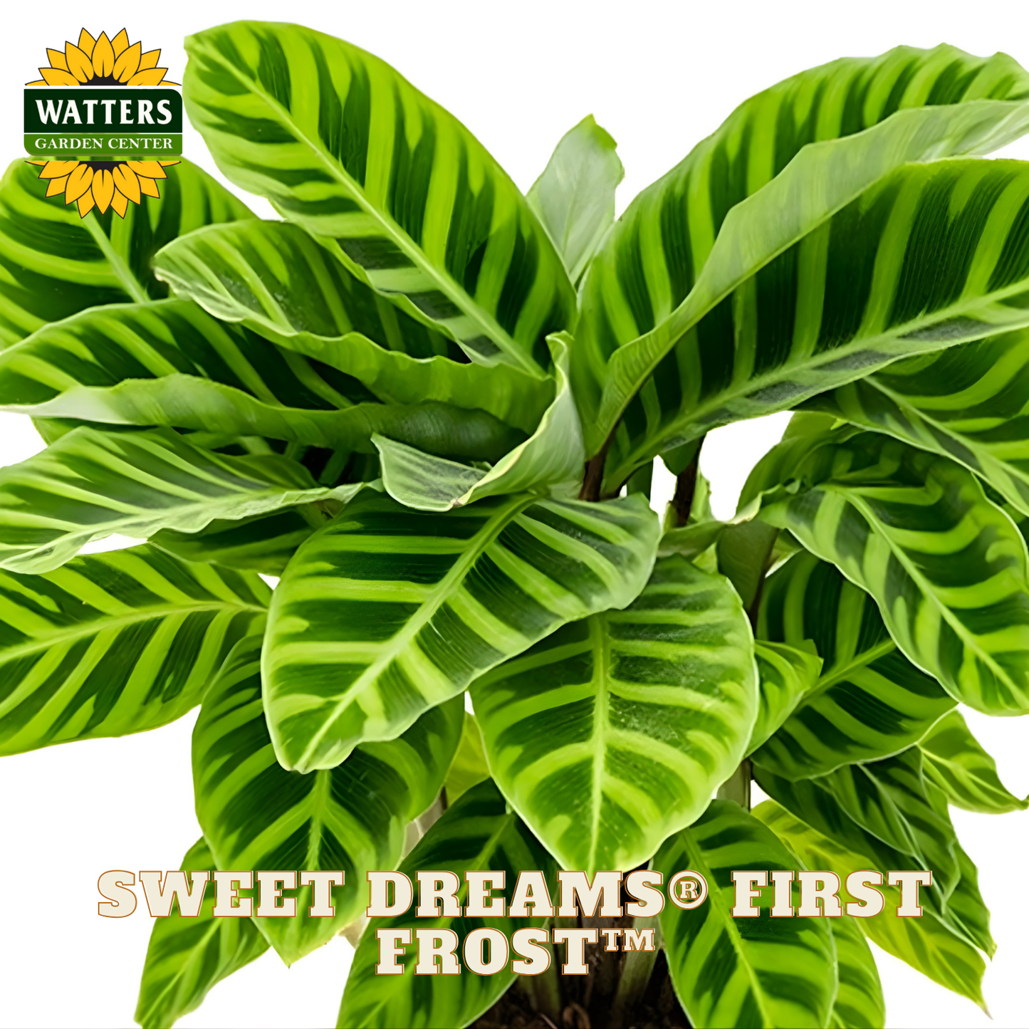 Green leafy calathea plant with 'Watters Garden Center' logo and 'Sweet Dreams First Frost' text.