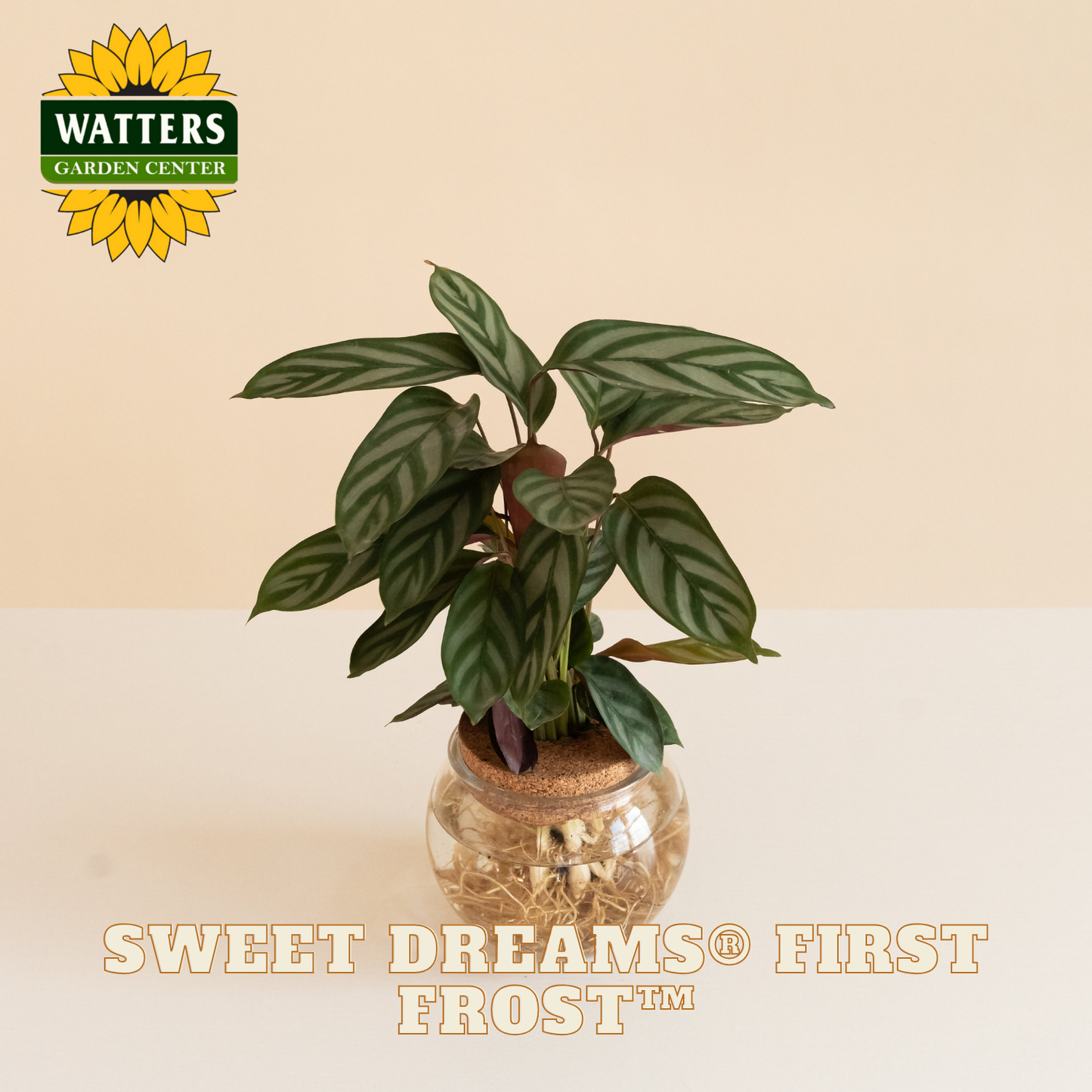 Potted calathea plant with 'Watters Garden Center' logo and 'Sweet Dreams First Frost' text on a beige background