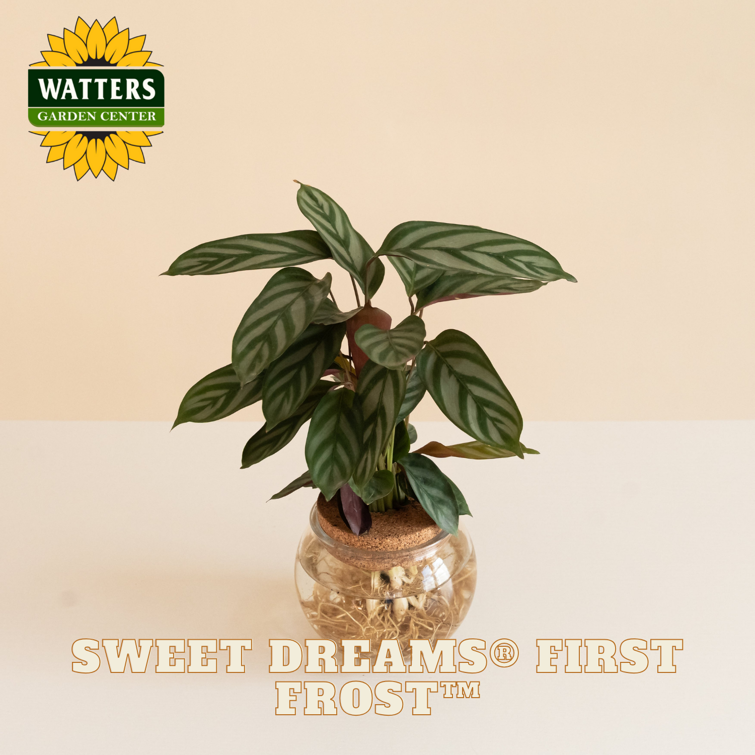 Potted calathea plant with 'Watters Garden Center' logo and 'Sweet Dreams First Frost' text on a beige background