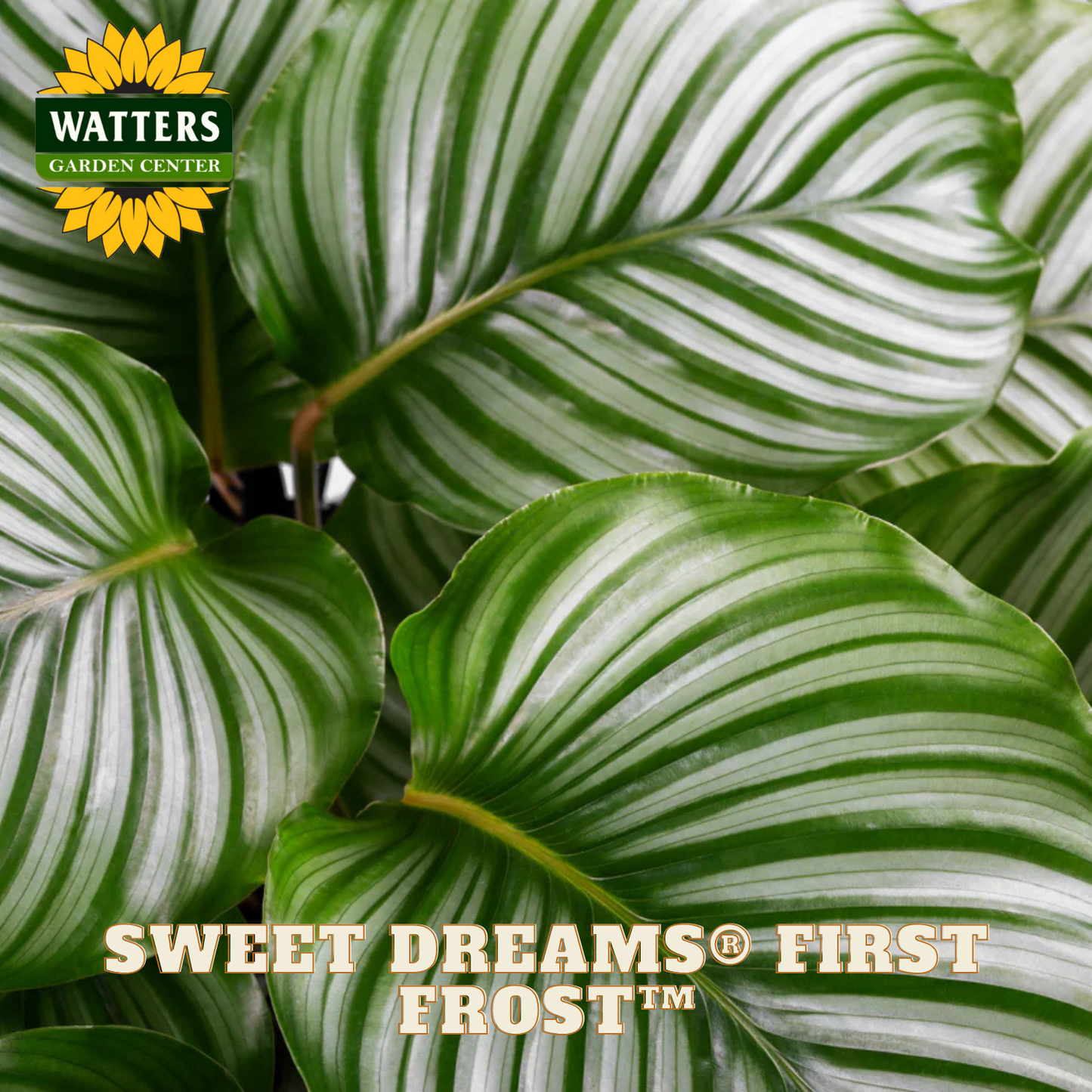 Close-up of a green and white leafed calathea plant with 'Watters Garden Center' logo and 'Sweet Dreams First Frost' text.