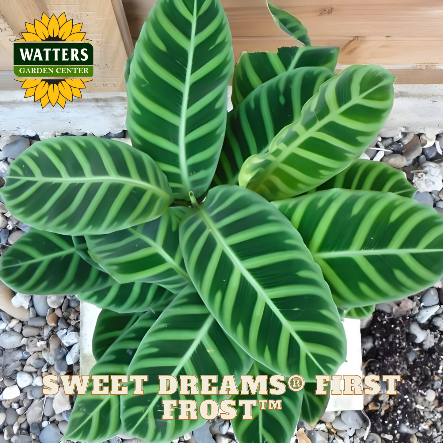 Green calathea plant with 'Watters Garden Center' logo and 'Sweet Dreams First Frost' text.