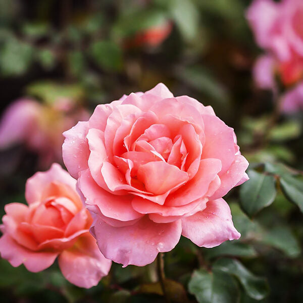 EASY ELEGANCE SWEET FRAGRANCE ROSE 2gal