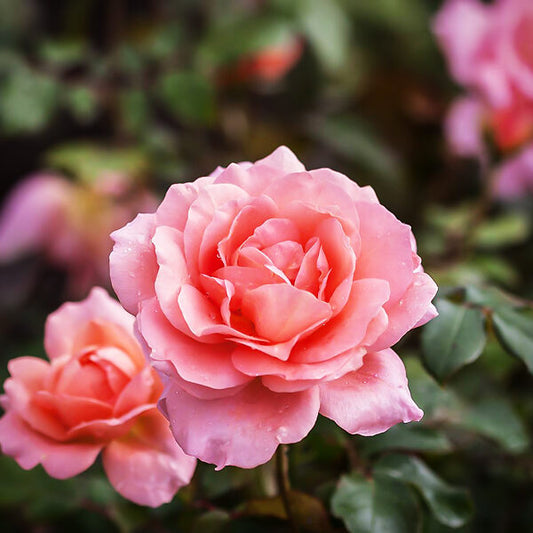 EASY ELEGANCE SWEET FRAGRANCE ROSE 2gal