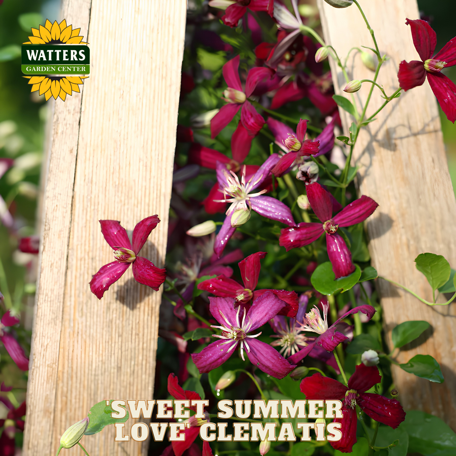 Sweet Summer Love Clematis flowers with wooden stakes and Watters Garden Center branding.