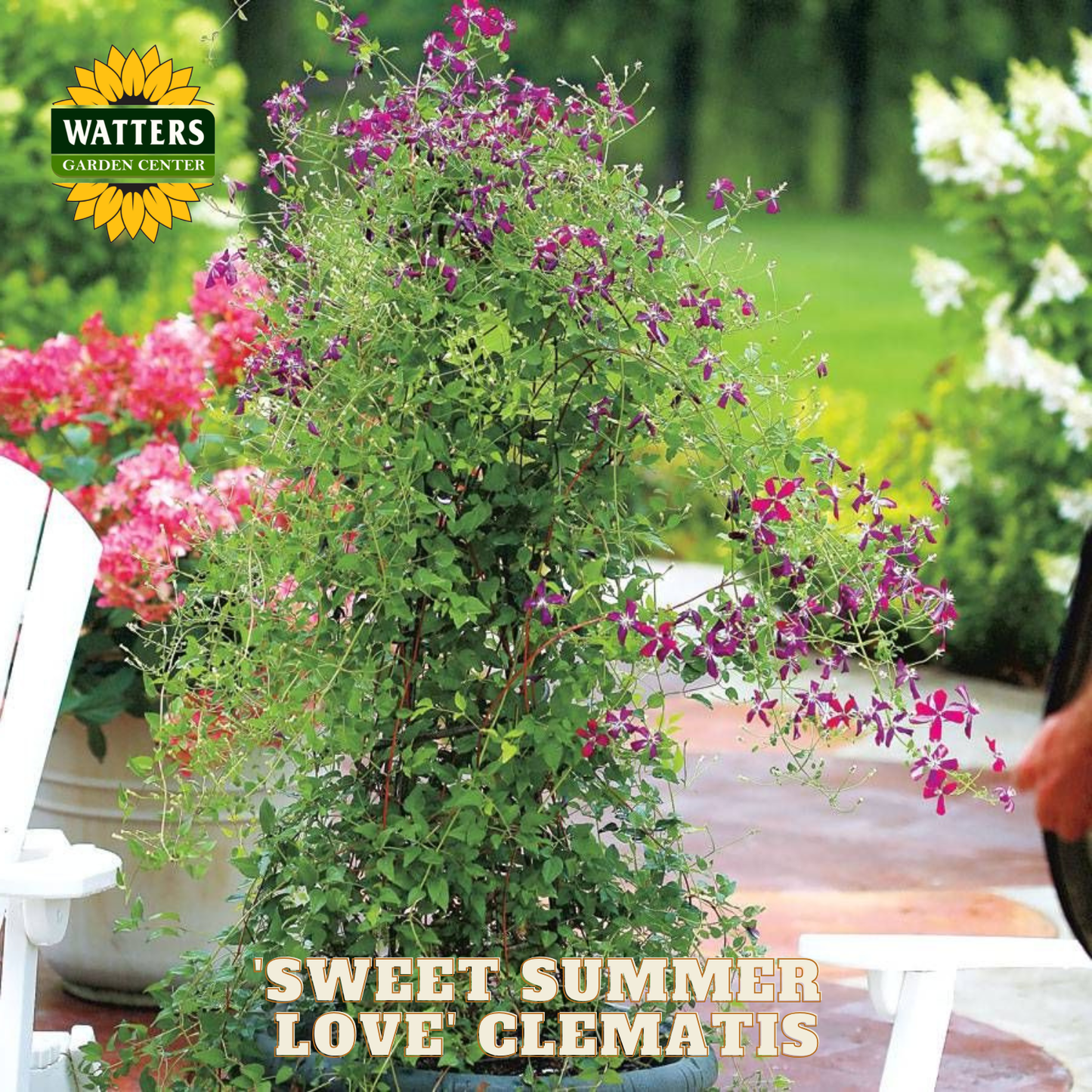 Sweet Summer Love Clematis plant with Watters Garden Center branding in a garden setting.