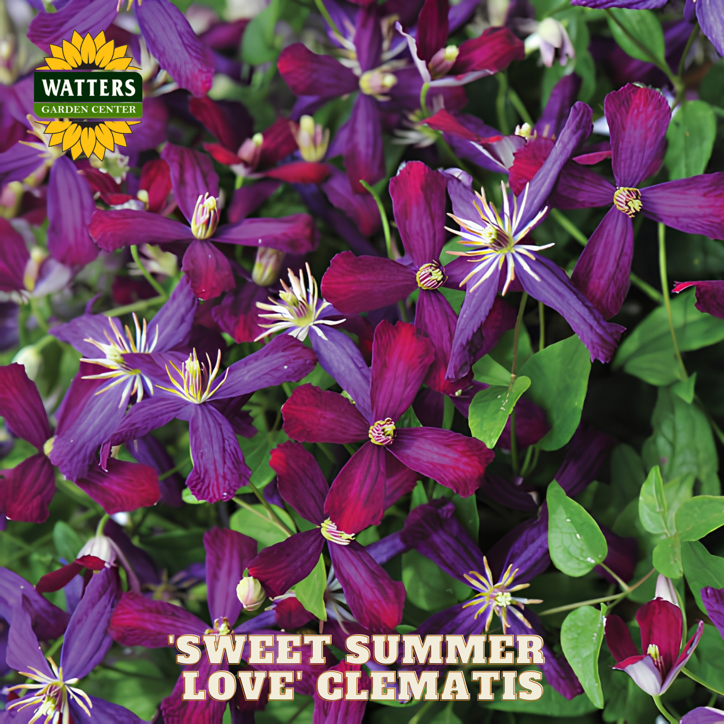 Close-up of 'Sweet Summer Love' Clematis flowers with Watters Garden Center logo.