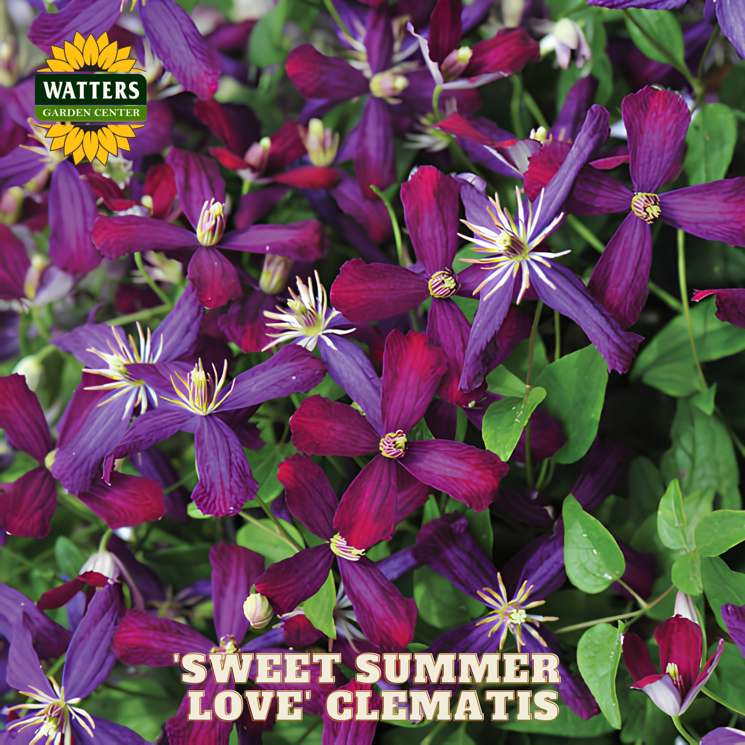 Close-up of 'Sweet Summer Love' Clematis flowers with Watters Garden Center logo.