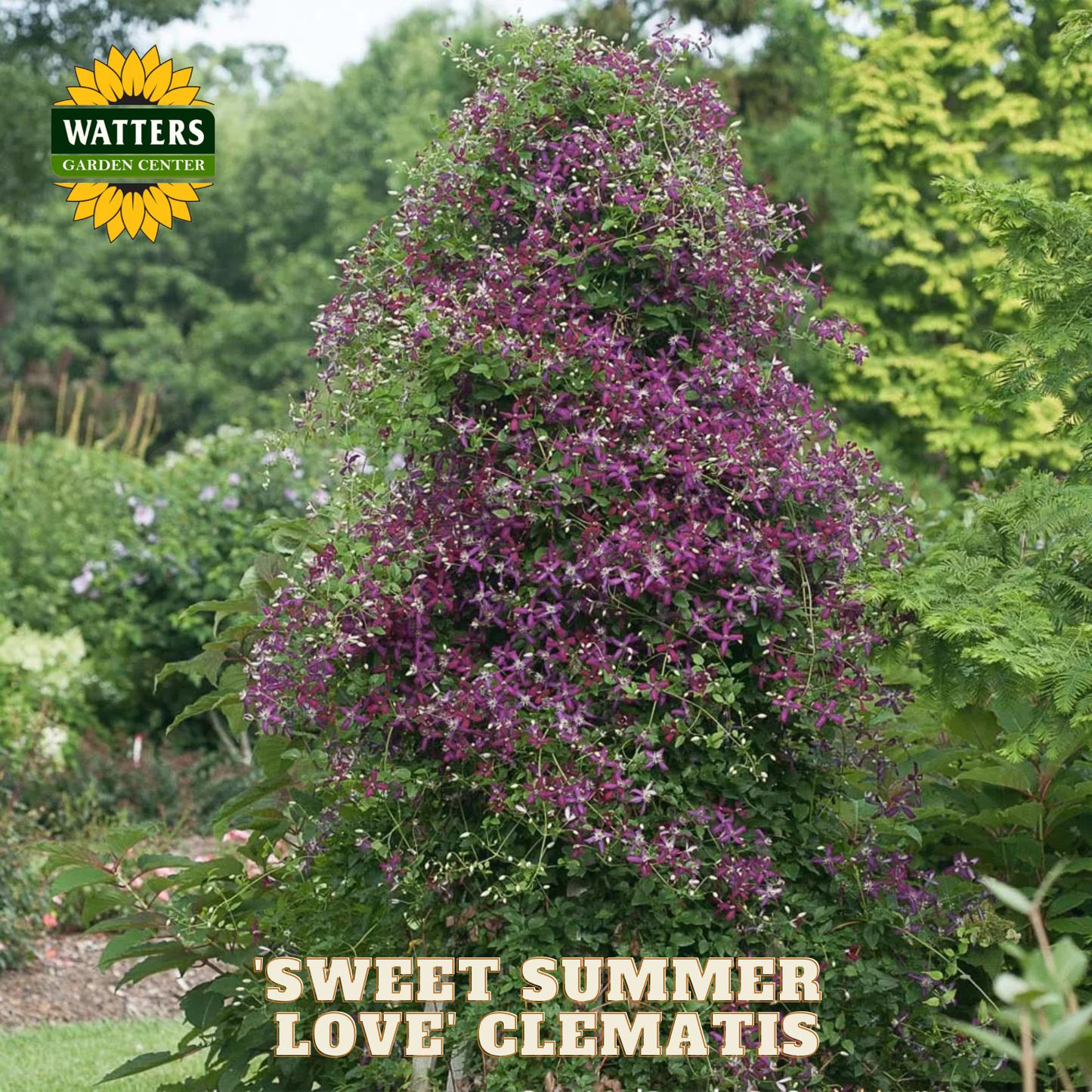 Purple flowering clematis plant with 'Watters Garden Center' logo in the corner.