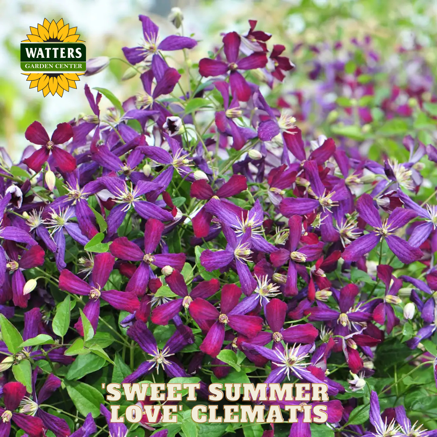 Purple flowers with 'Watters Garden Center' logo and 'Sweet Summer Love Clematis' text.