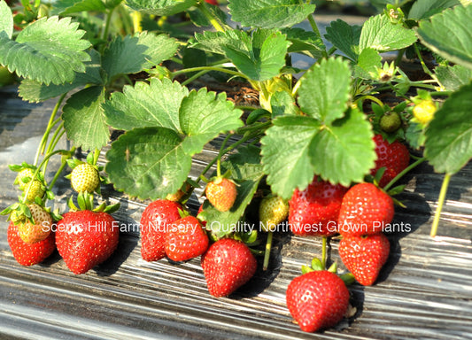 *** Bare Root Sweet Sunrise June Bearing Strawberry Plants - Large, Intense Flavored Firm Red Berries