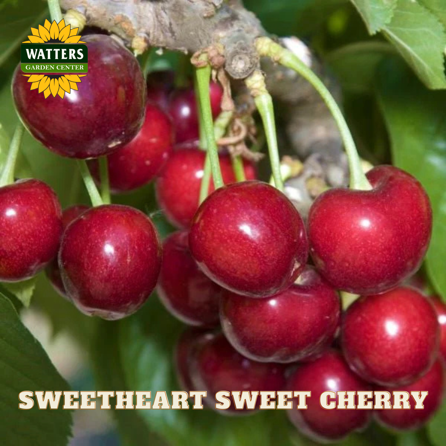 Bunch of red cherries on a branch with 'Watters Garden Center' logo.