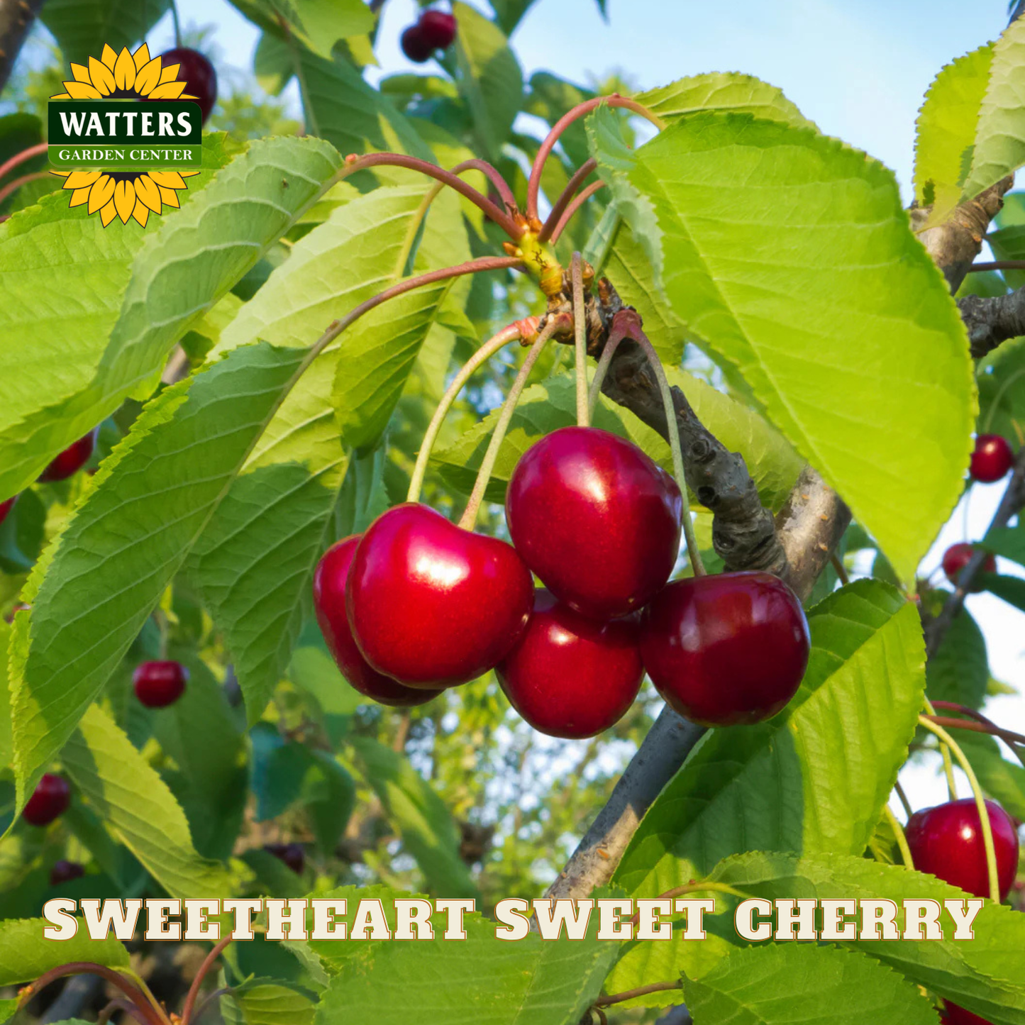 Bunch of red cherries on a tree branch with Watters Garden Center logo.