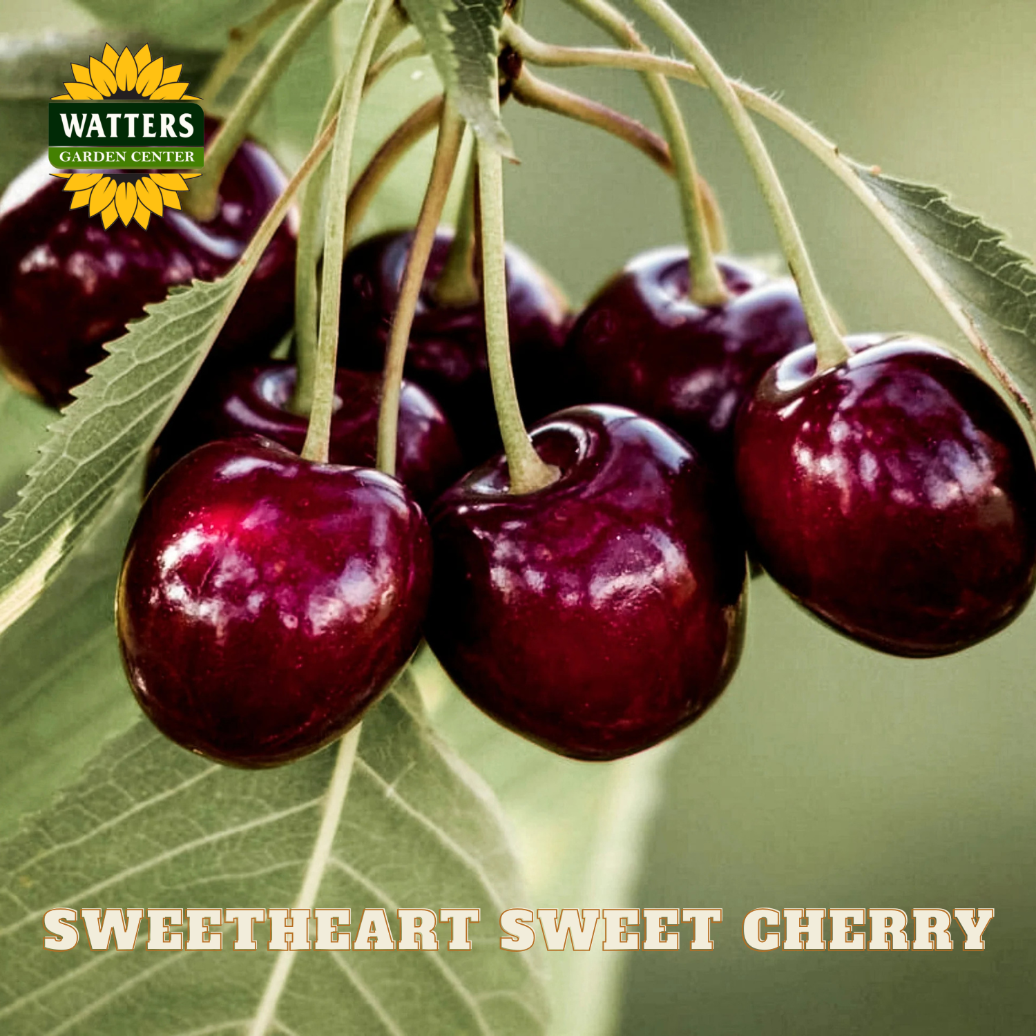 Sweetheart sweet cherry with Watters Garden Center logo