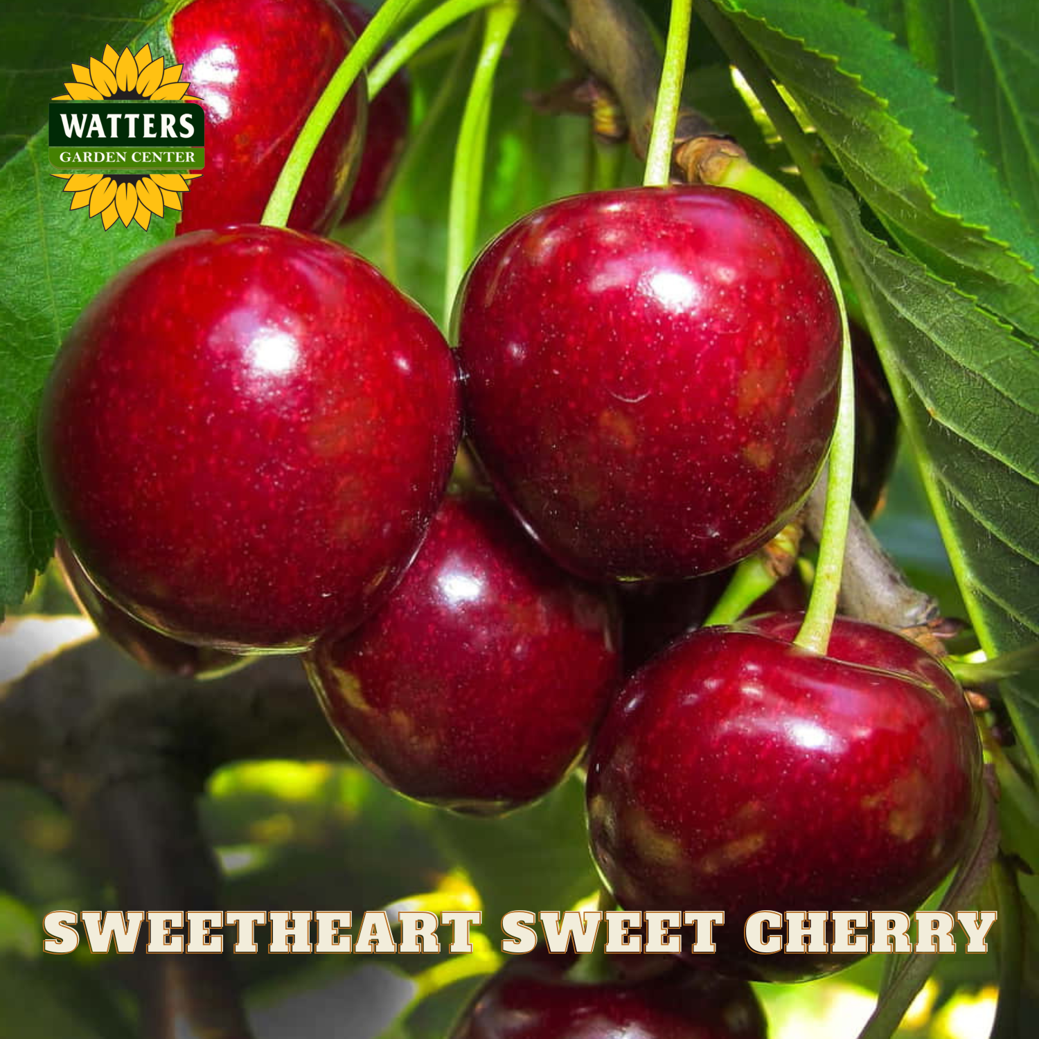 Sweetheart sweet cherry on a branch with Watters Garden Center logo.