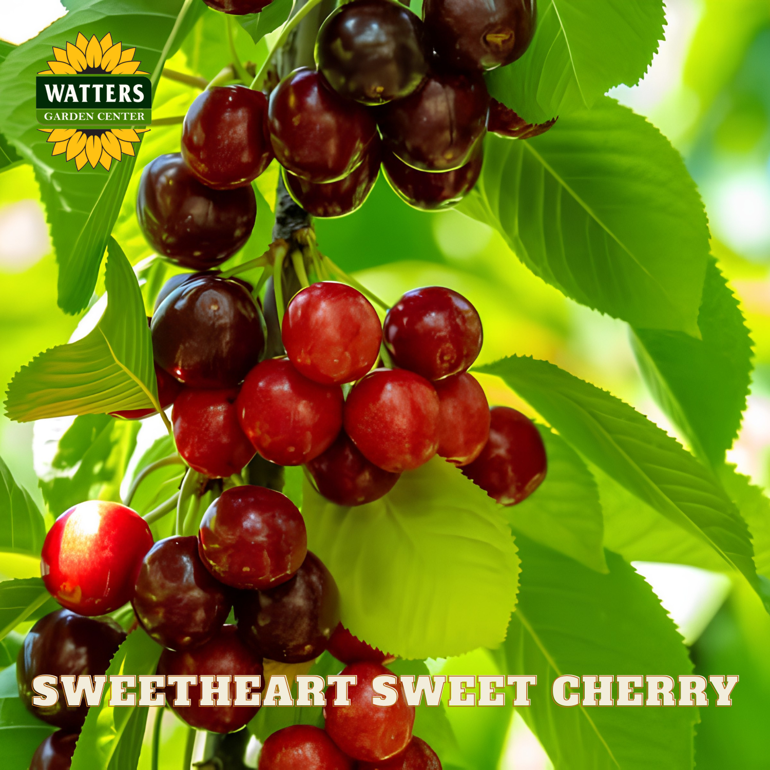 Bunch of red and purple cherries on a tree with Watters Garden Center logo.