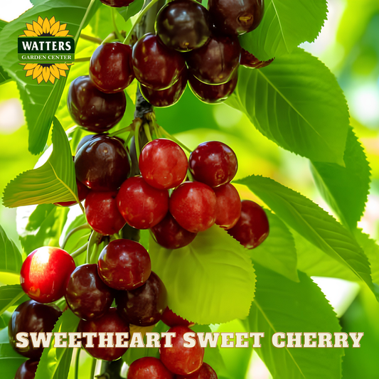 Bunch of red and purple cherries on a tree with Watters Garden Center logo.