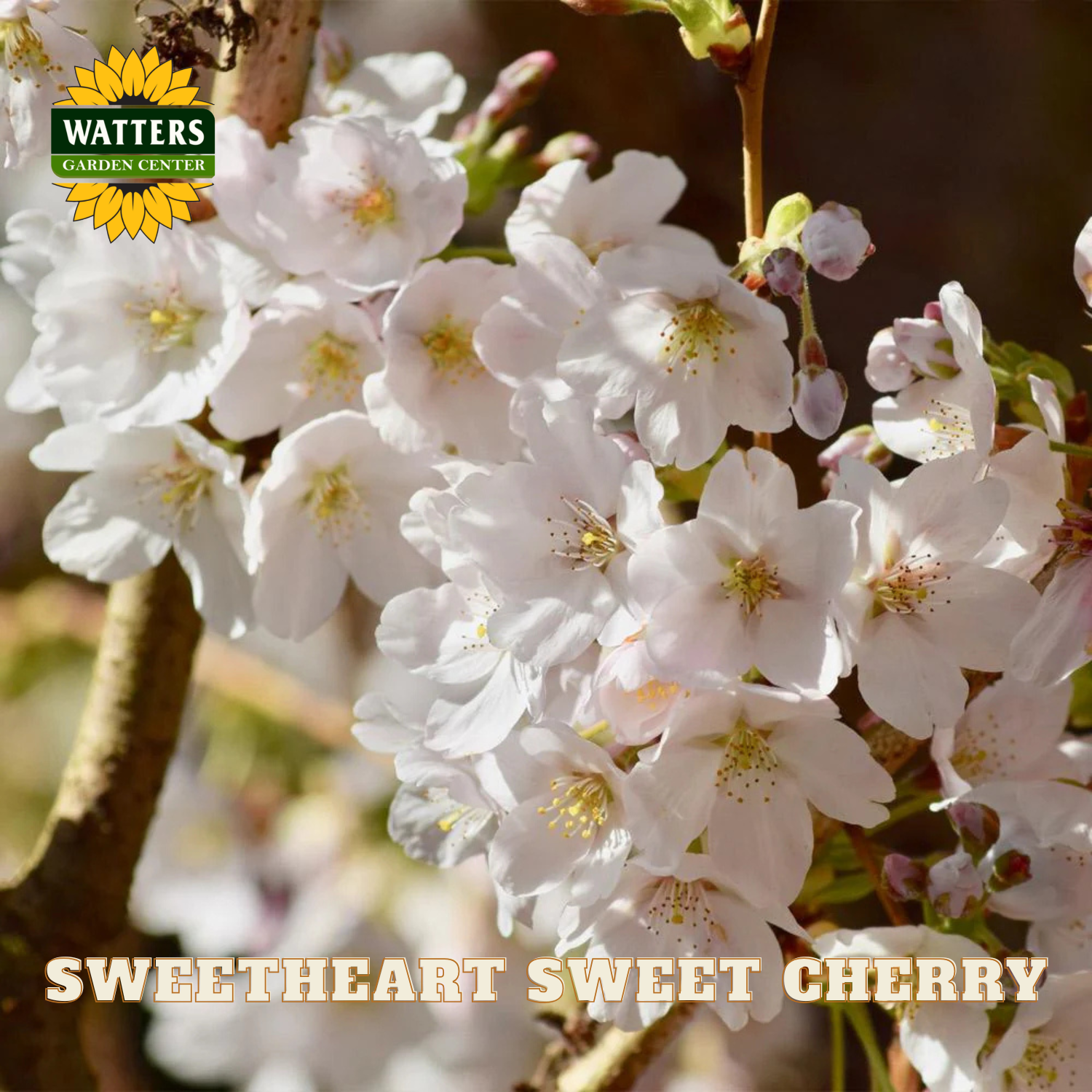Close-up of white cherry blossoms with Watters Garden Center logo and 'Sweetheart Sweet Cherry' text.