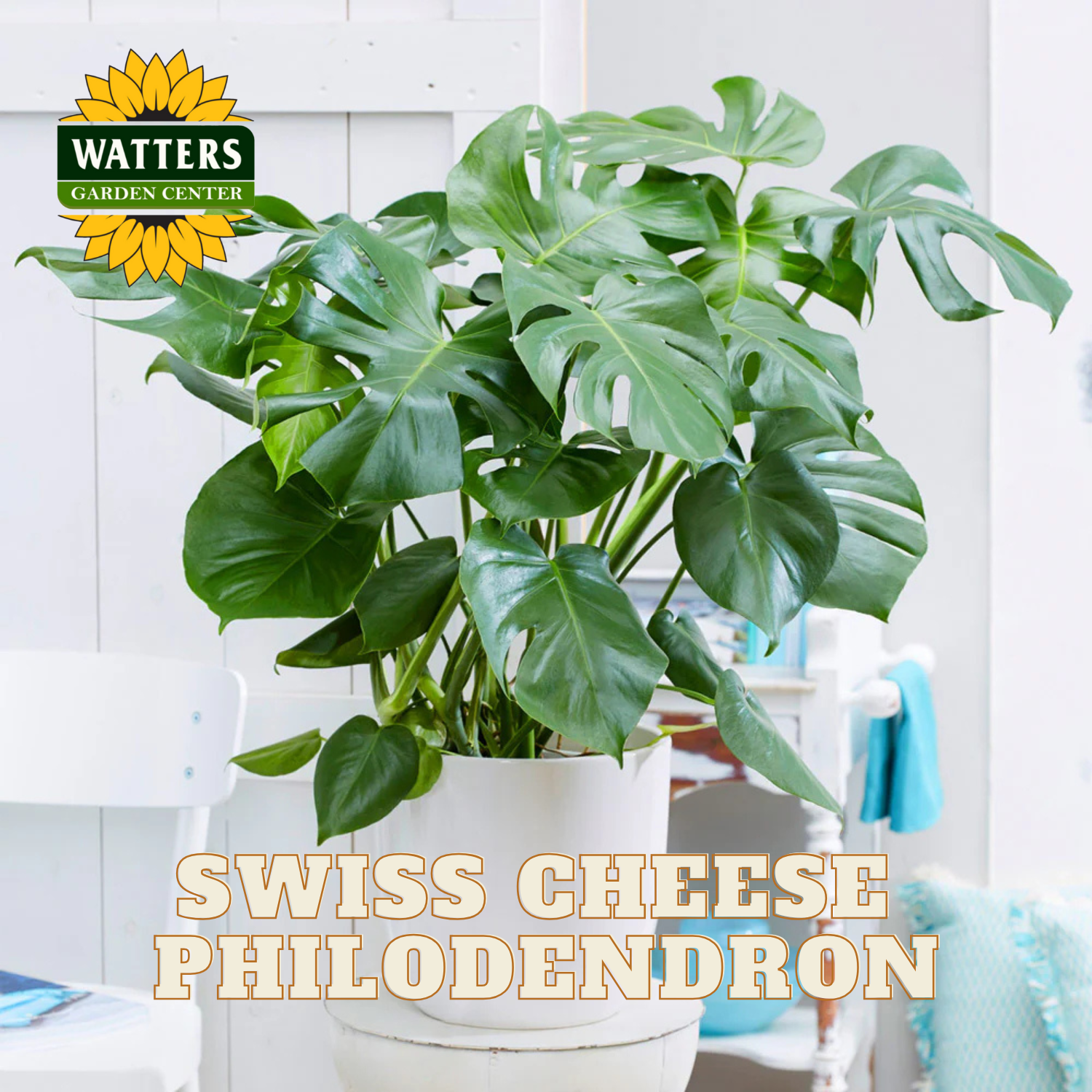 Potted Swiss Cheese Philodendron plant with Watters Garden Center logo.