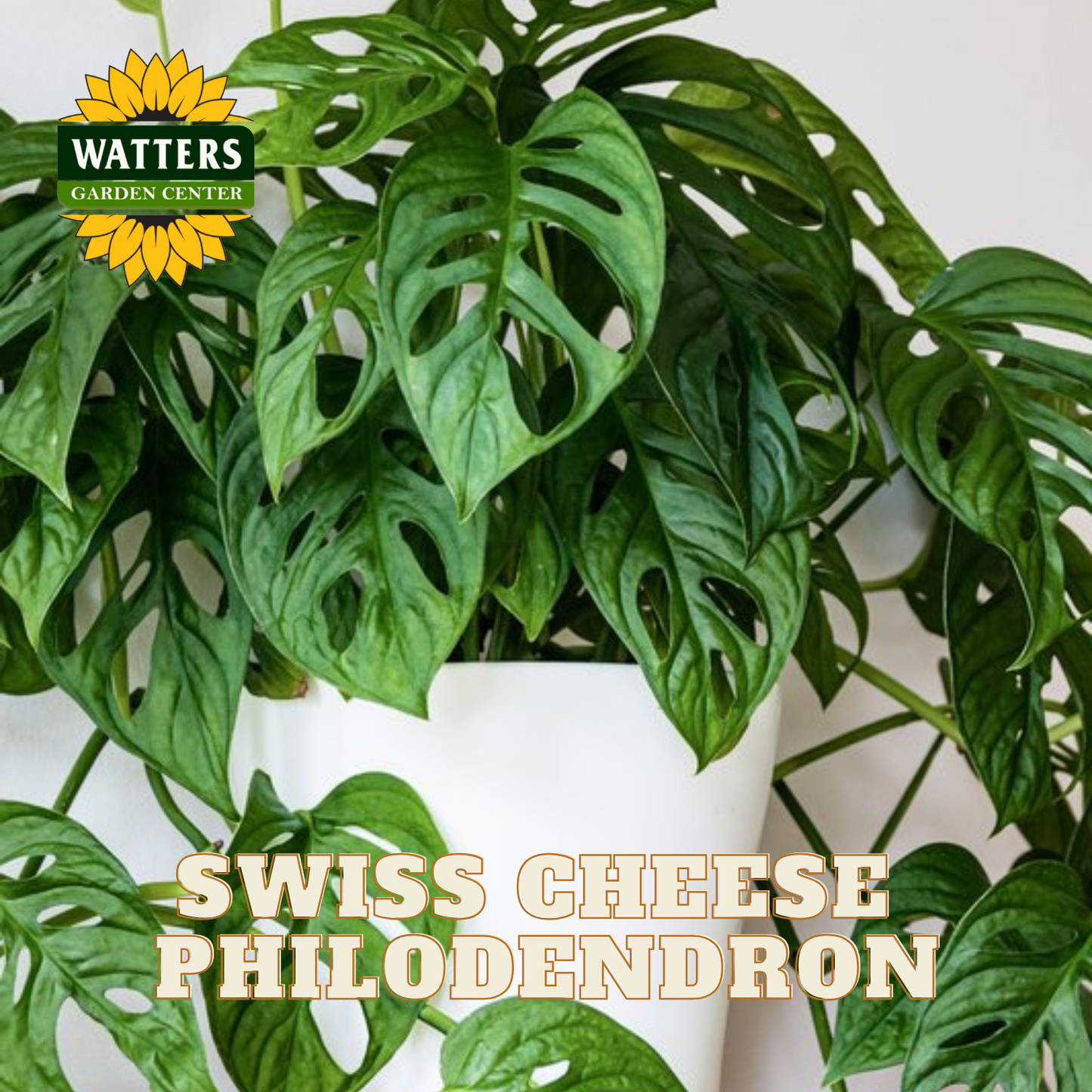 Swiss Cheese Philodendron plant with Watters Garden Center logo