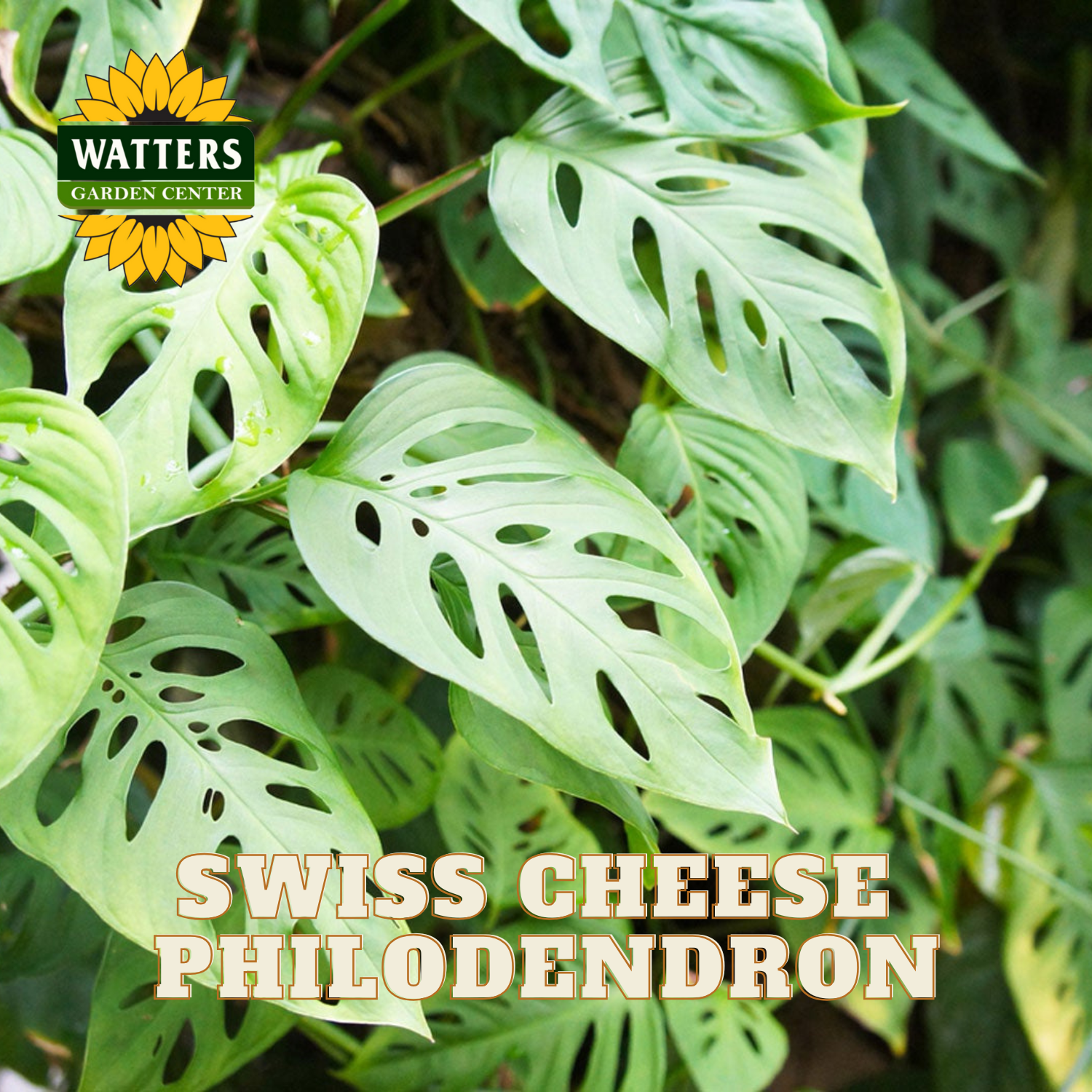 Swiss Cheese Philodendron plant with Watters Garden Center logo