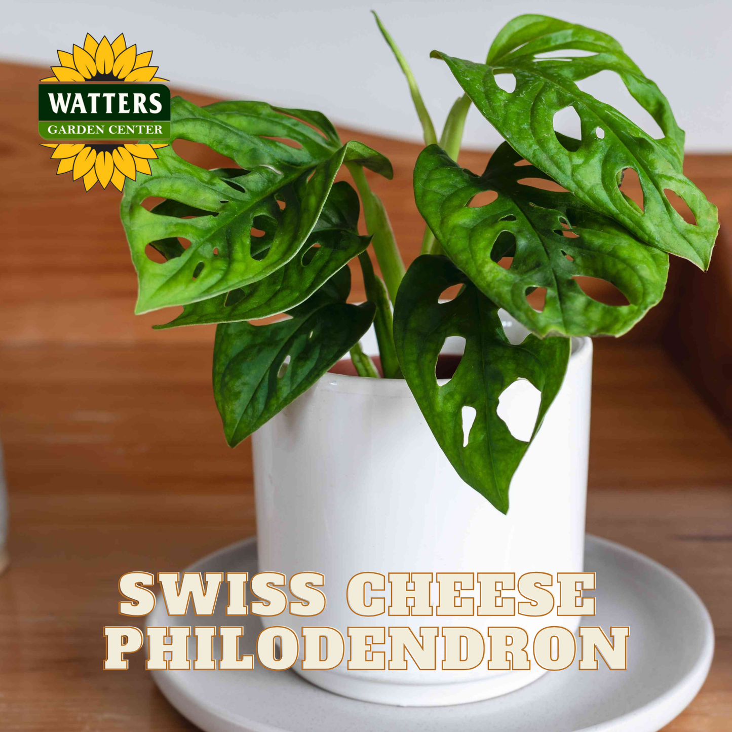 Swiss Cheese Philodendron plant in a white pot on a wooden surface with Watters Garden Center branding.
