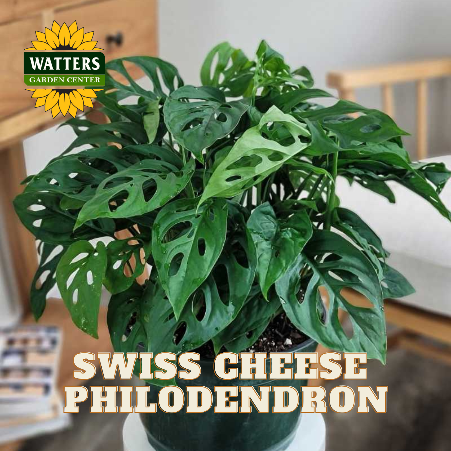 Potted Swiss Cheese Philodendron plant with Watters Garden Center logo