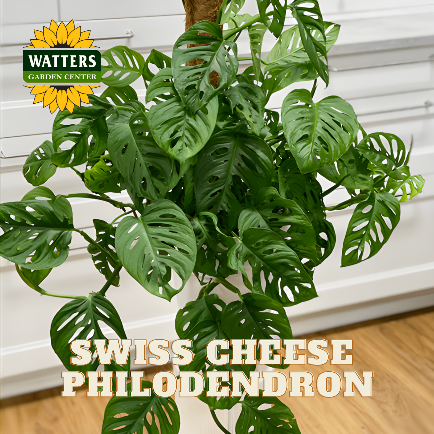 Swiss Cheese Philodendron plant with Watters Garden Center logo