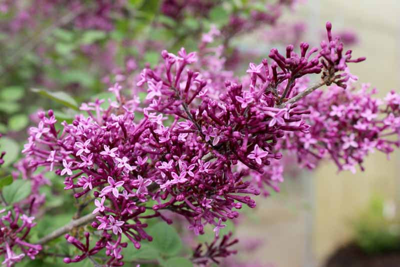 BLOOMERANG DARK PURPLE LILAC 3gal