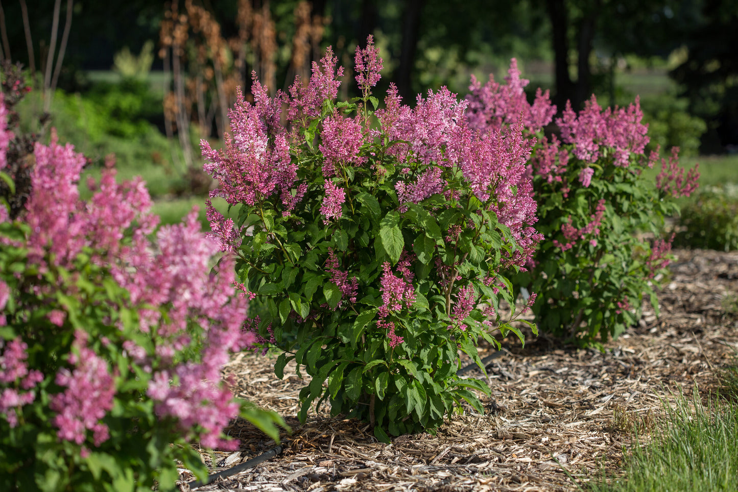 PINKTINI LILAC 3gal