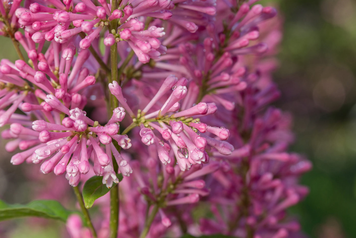 PINKTINI LILAC 3gal
