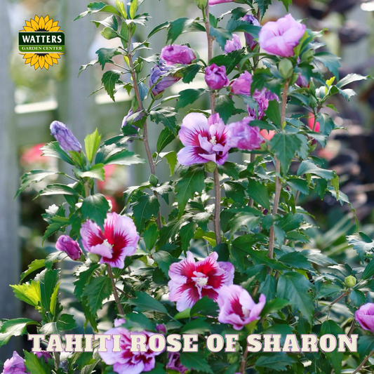 TAHITI ROSE OF SHARON TREE 5gal