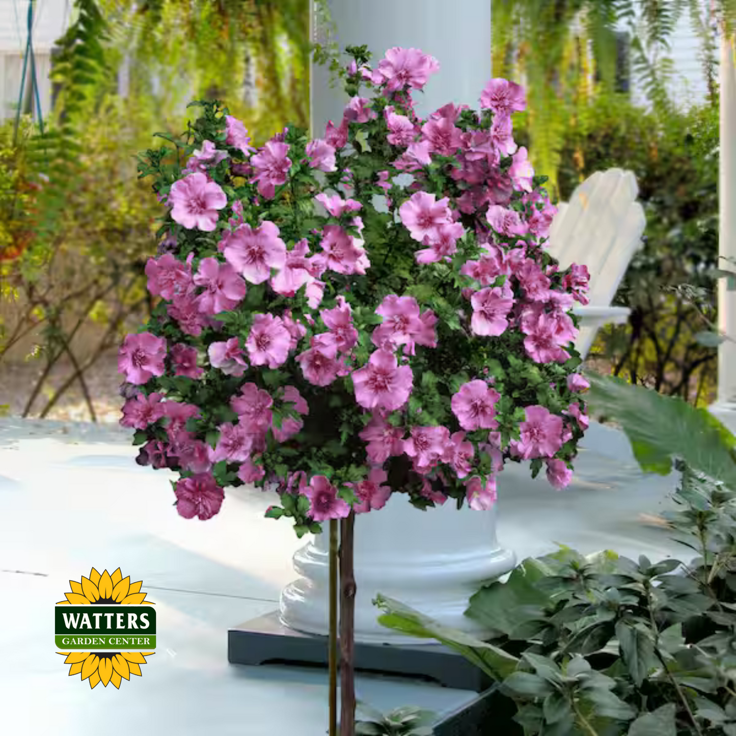 TAHITI ROSE OF SHARON TREE 5gal