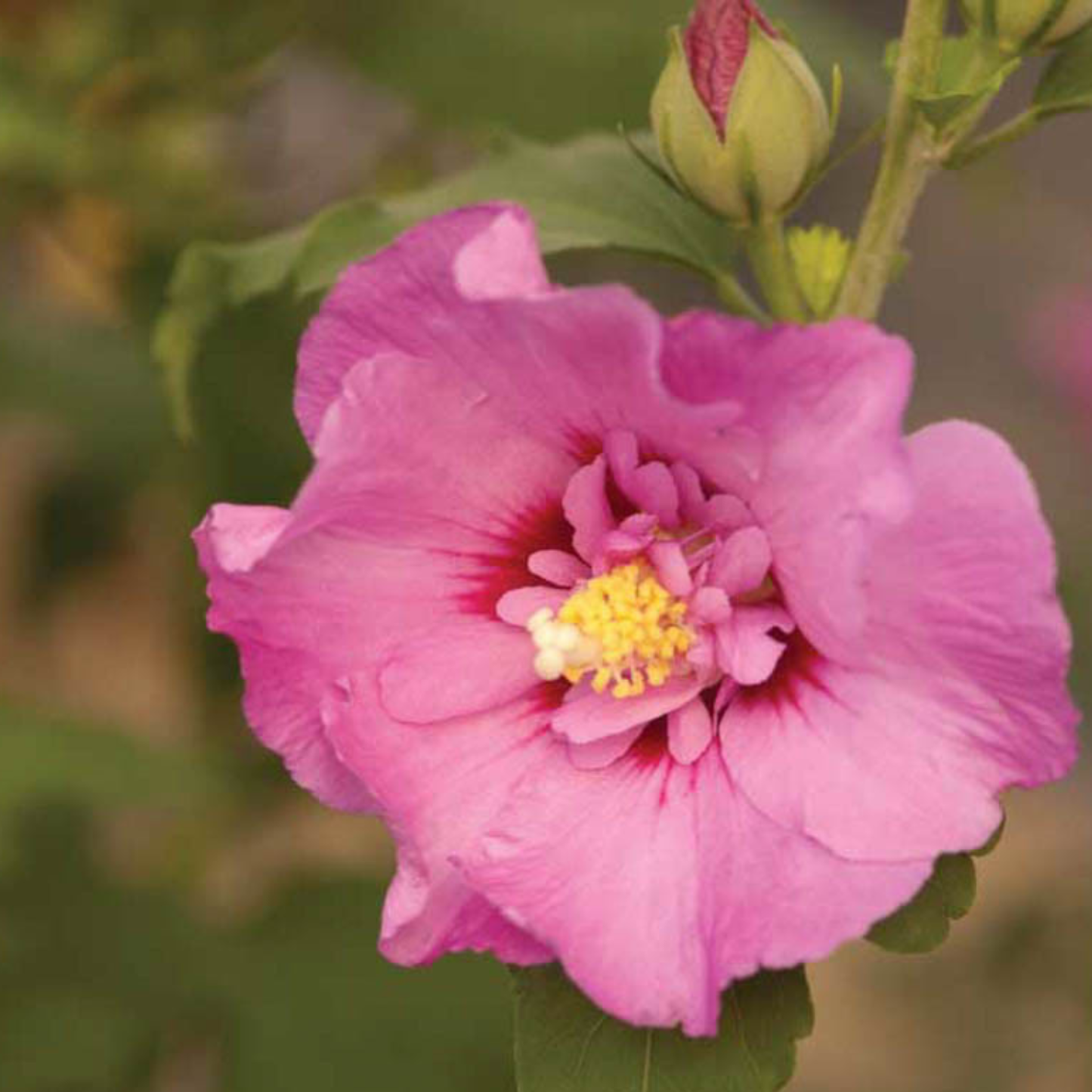 Close-up of a pink flower with a yellow center on a blurred green background