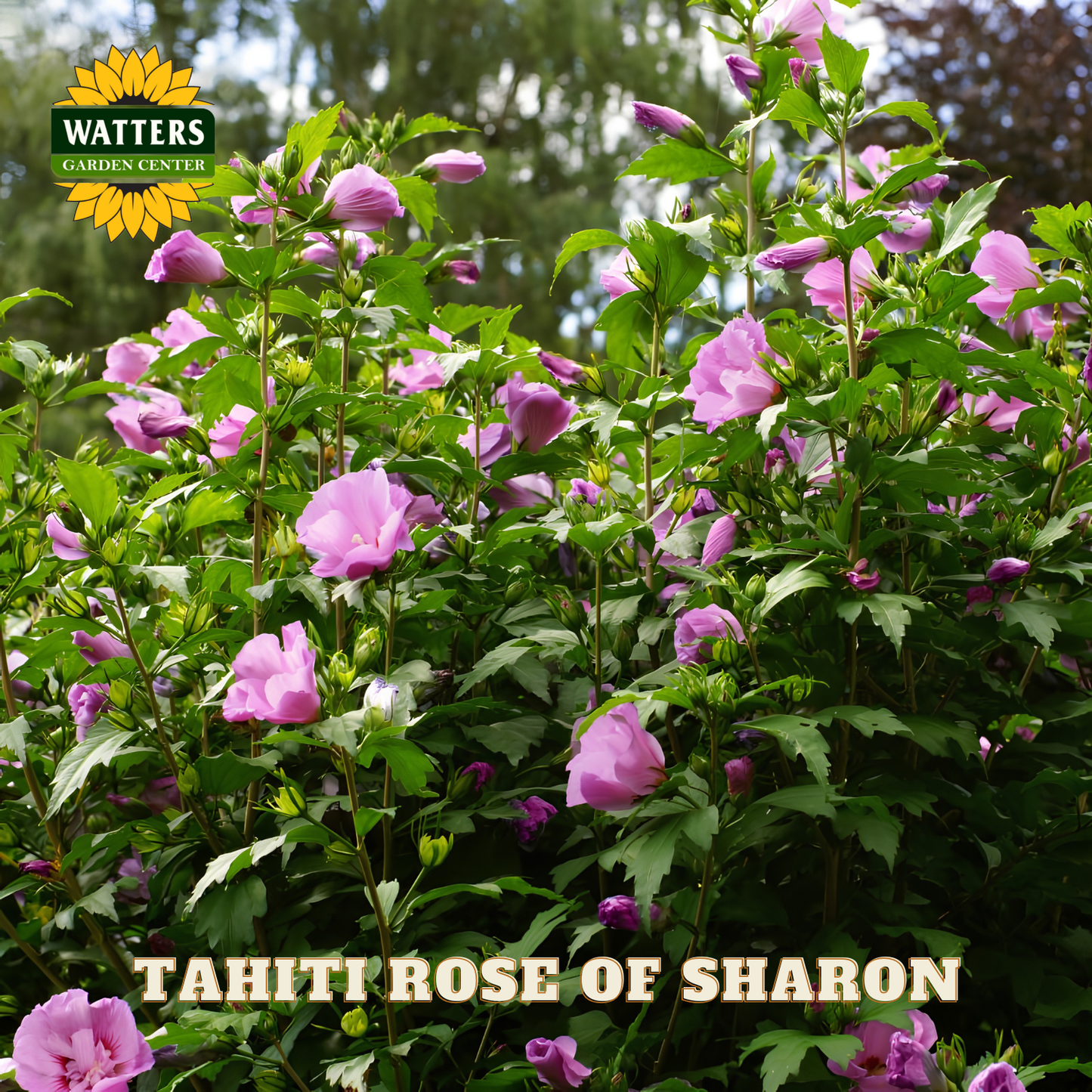 Pink flowers with green leaves and Watters Garden Center logo