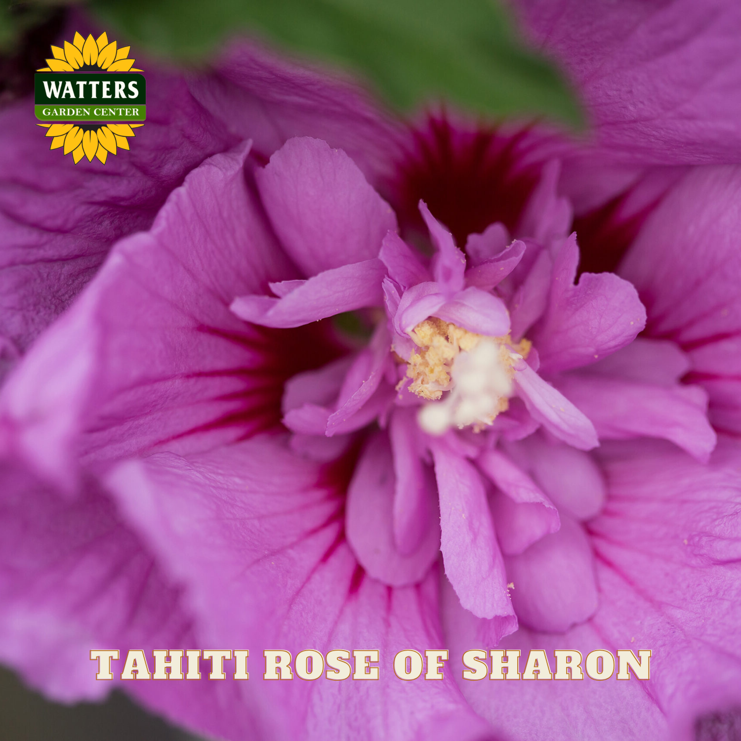 Close-up of a pink flower with 'Watters Garden Center' logo and 'Tahiti Rose of Sharon' text.