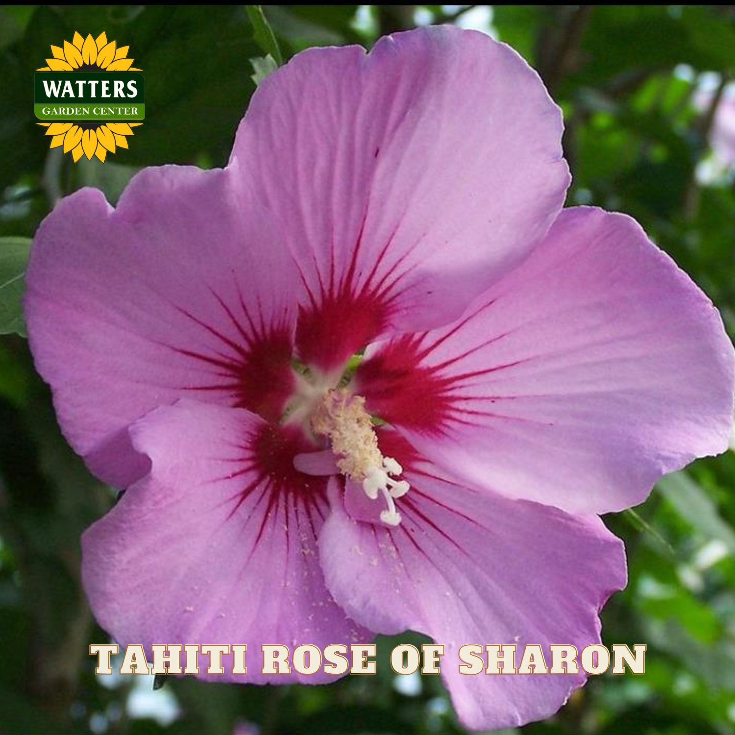 Close-up of a pink flower with a Watters Garden Center logo in the corner.