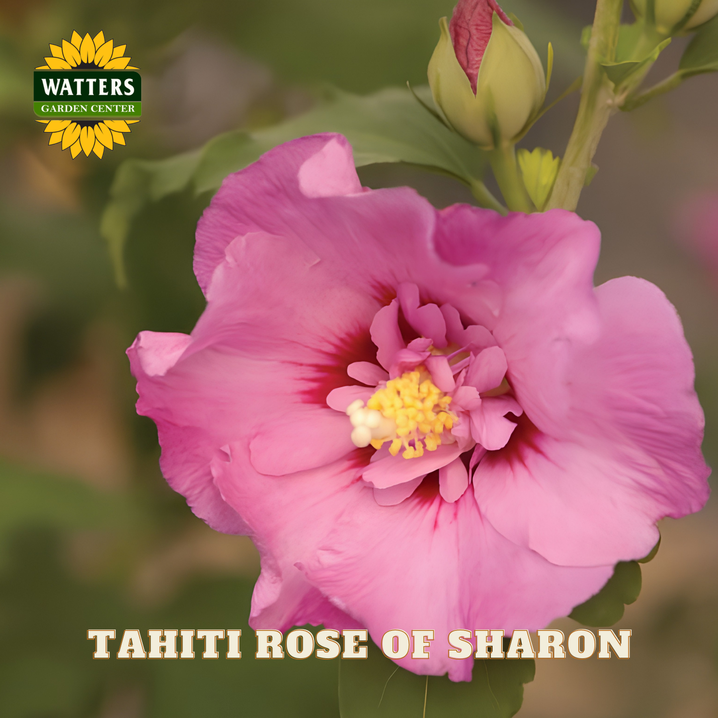 Pink flower with green leaves and Watters Garden Center logo.