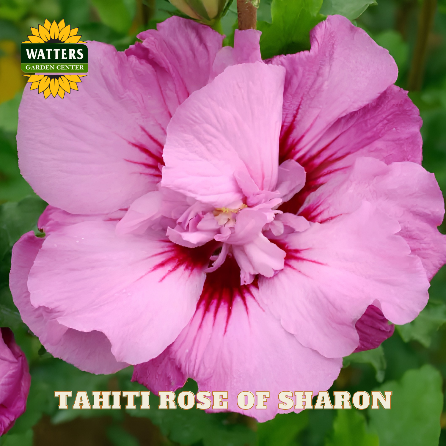 Pink flower with red center labeled 'Tahiti Rose of Sharon' from Watters Garden Center.